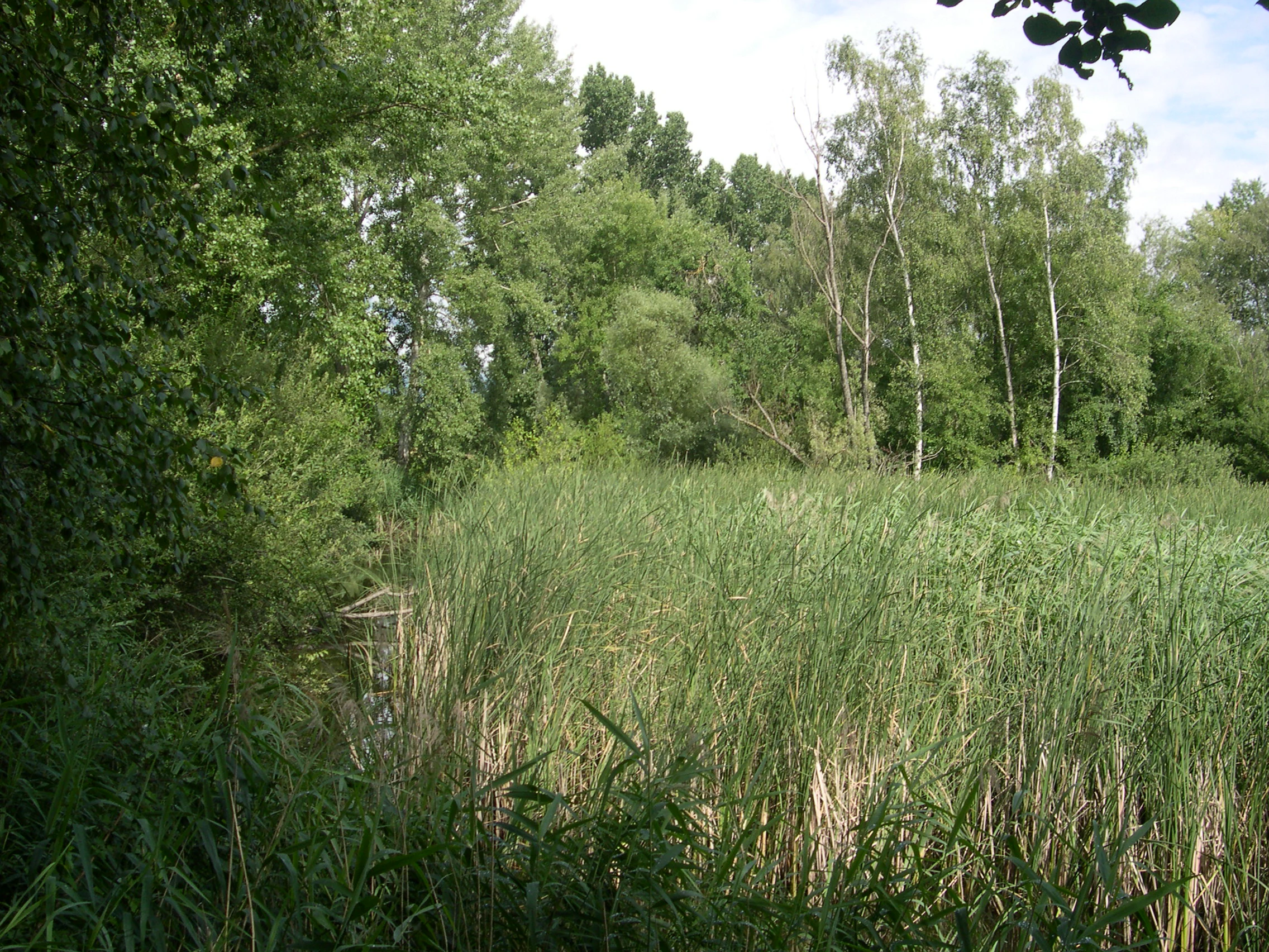 A wide view of a lush green reed bed field with a forest of deciduous trees in the background under a daylight sky.