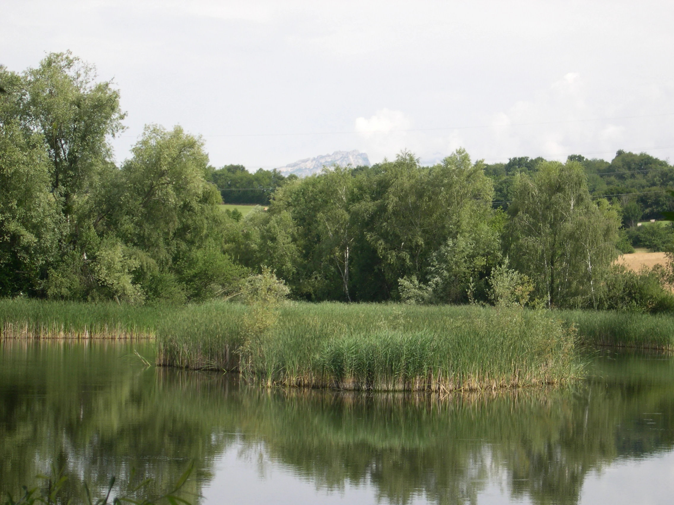 A calm, still pond featuring a small island covered in tall reeds in the center, surrounded by trees under a soft, overcast sky.