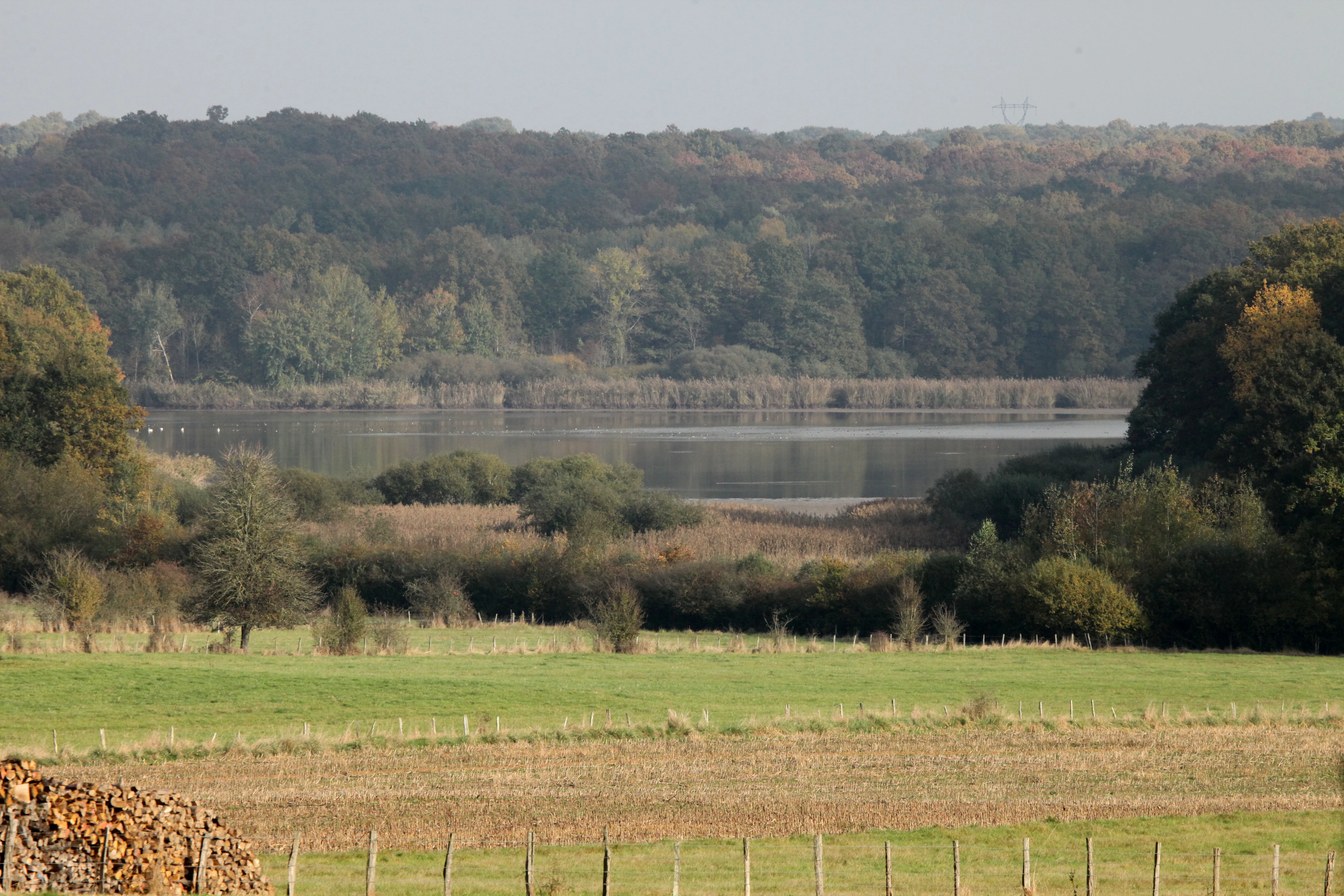 Una vista paisajística tranquila de un estanque apacible rodeado de bosque denso y marisma con campos verdes en primer plano.