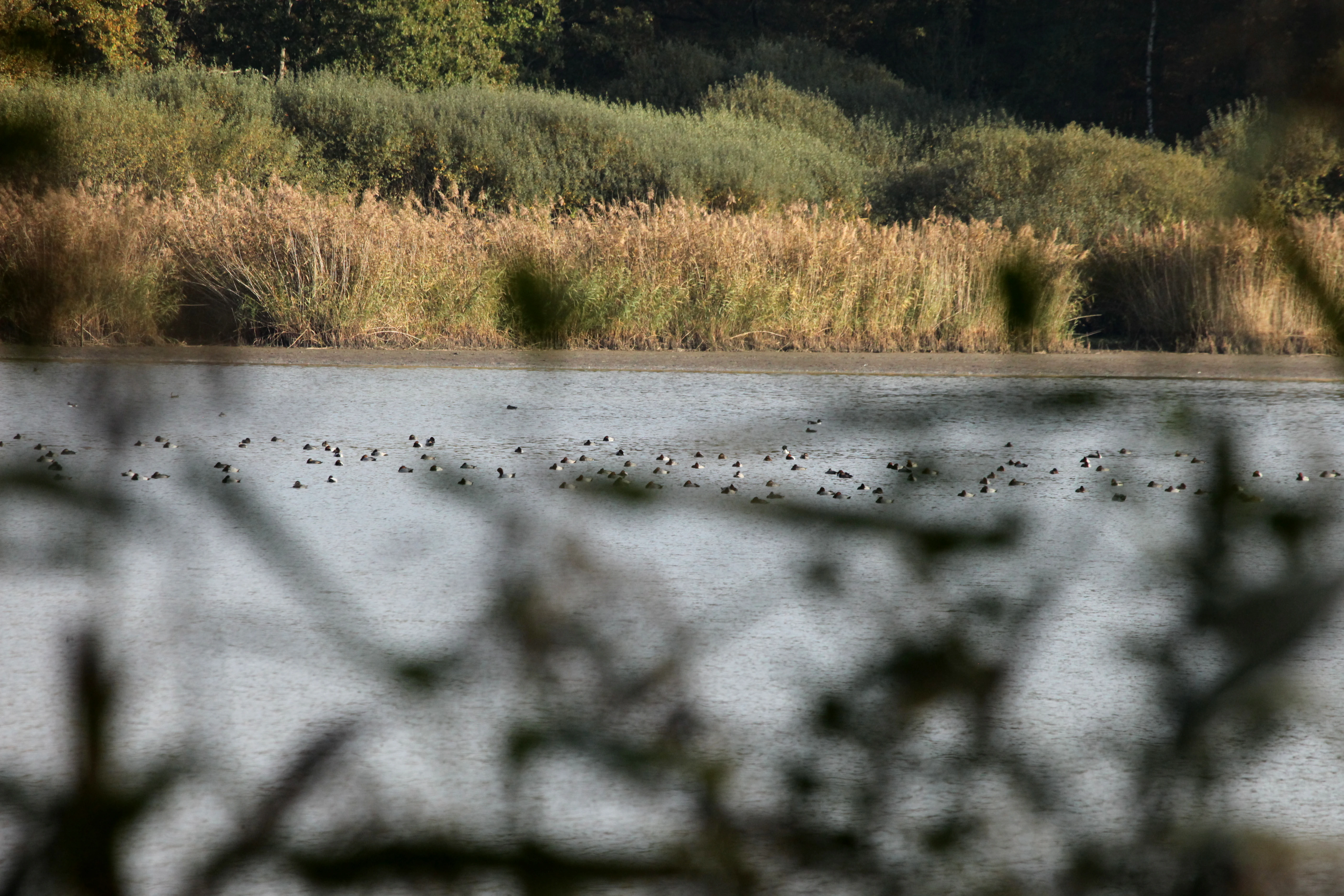 Una vista amplia de un estanque con muchos patos pequeños nadando, rodeados de juncos y una línea oscura de árboles al fondo, parcialmente oculta por ramas desenfocadas en primer plano.