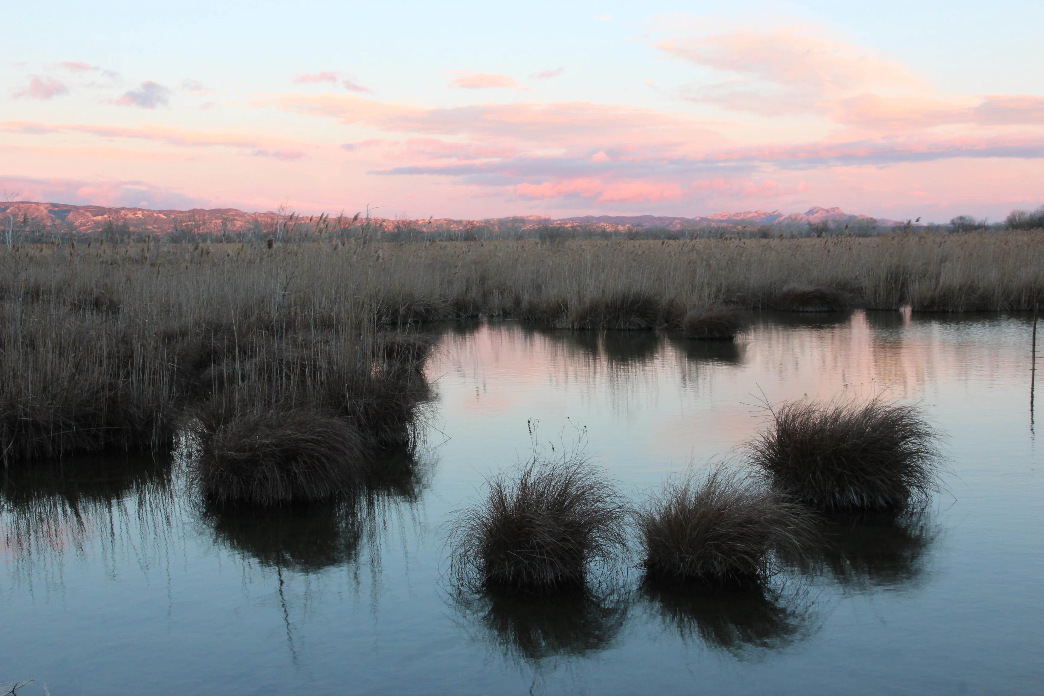 A peaceful marsh landscape at sunset with tall grasses, calm reflecting water, and low mountains in the distance under a pink and blue sky.