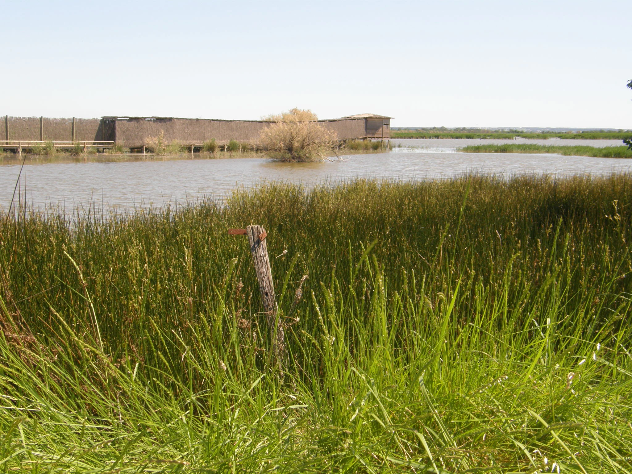 A wide shot of a marshy wetland with tall green grasses in the foreground and a long wooden birdwatching hide in the middle distance across the water.