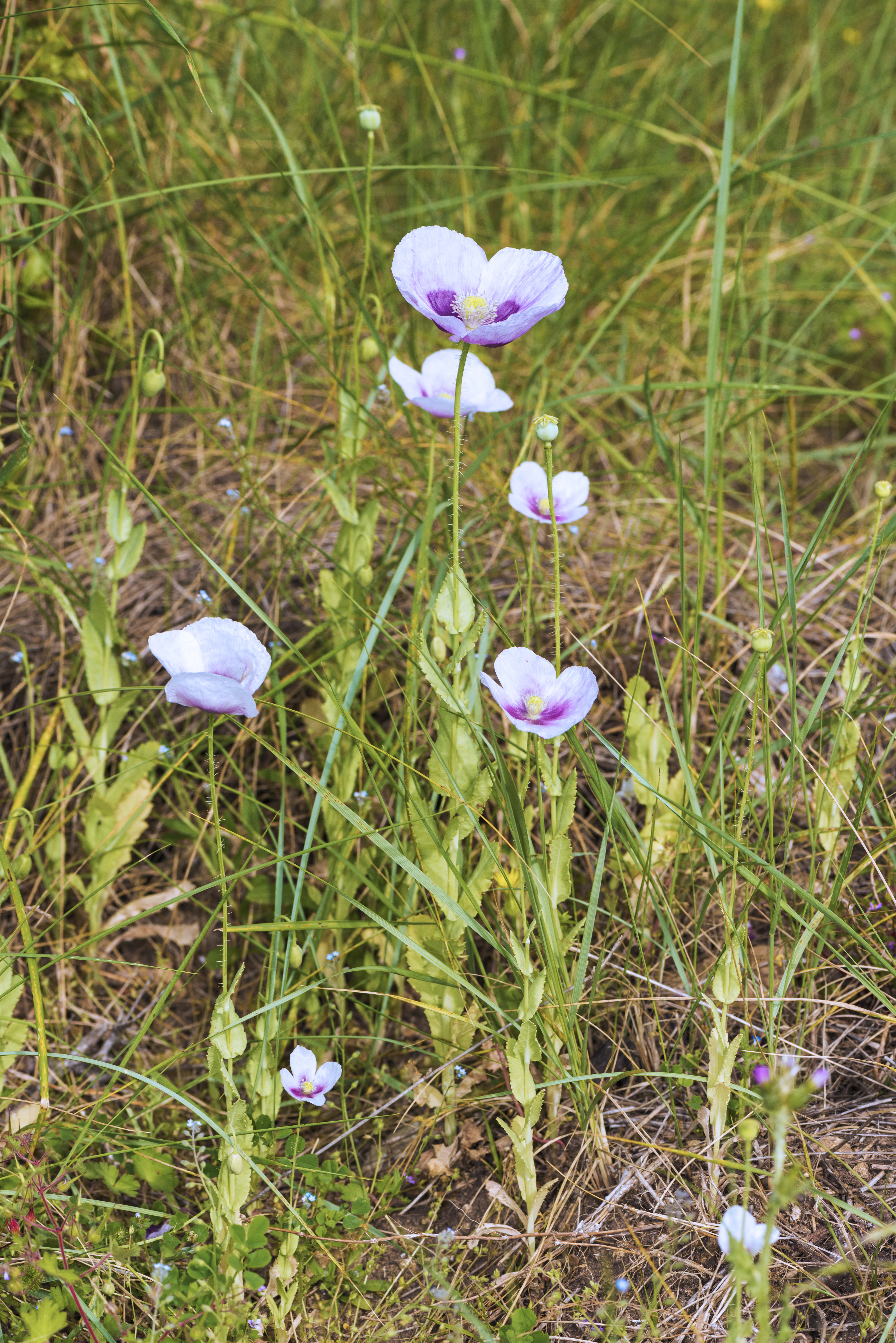 A cluster of pale purple poppies with dark purple centers growing in green grass.