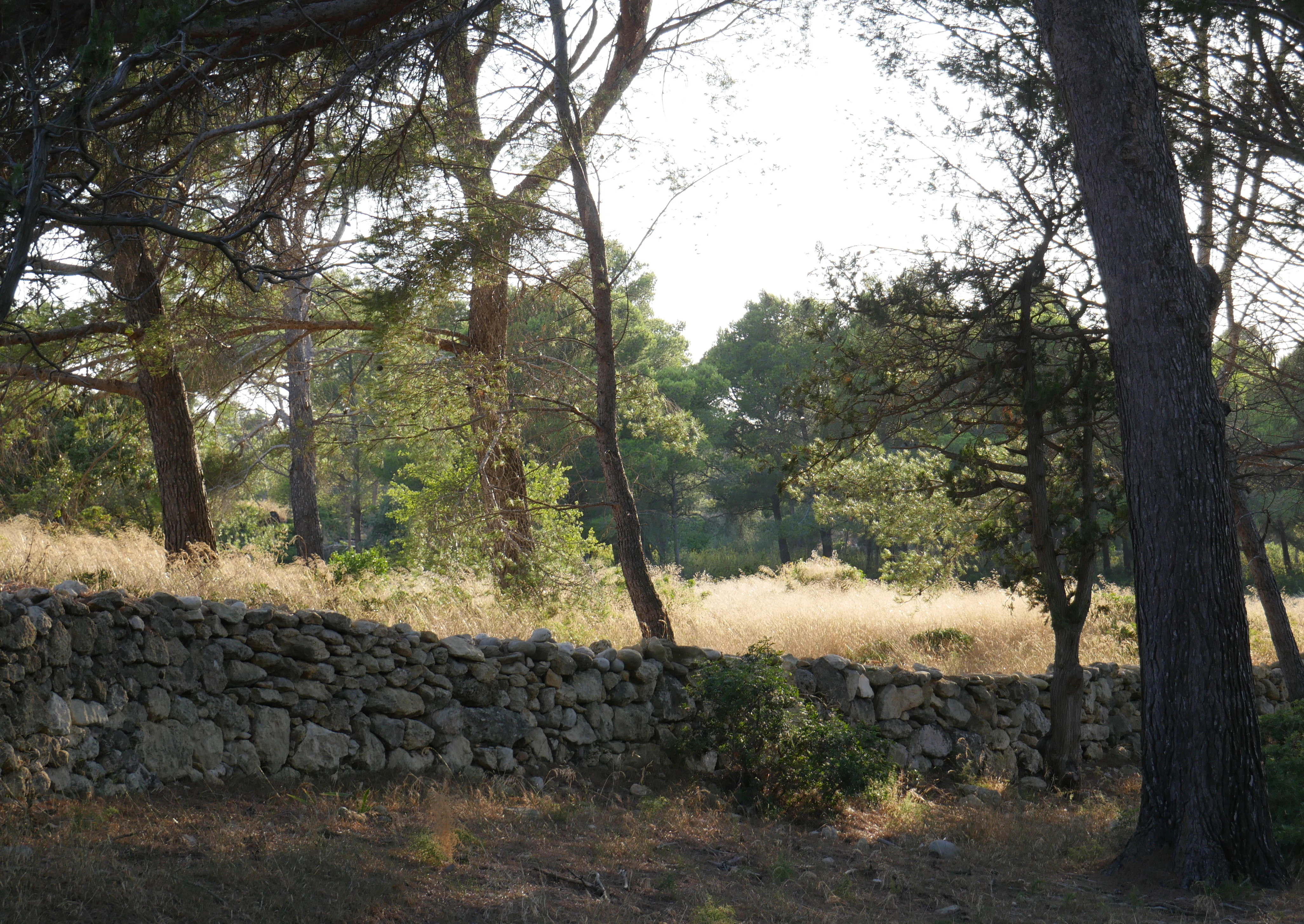 A low dry stone wall runs horizontally through a sunlit pine forest with dry grass on the ground.