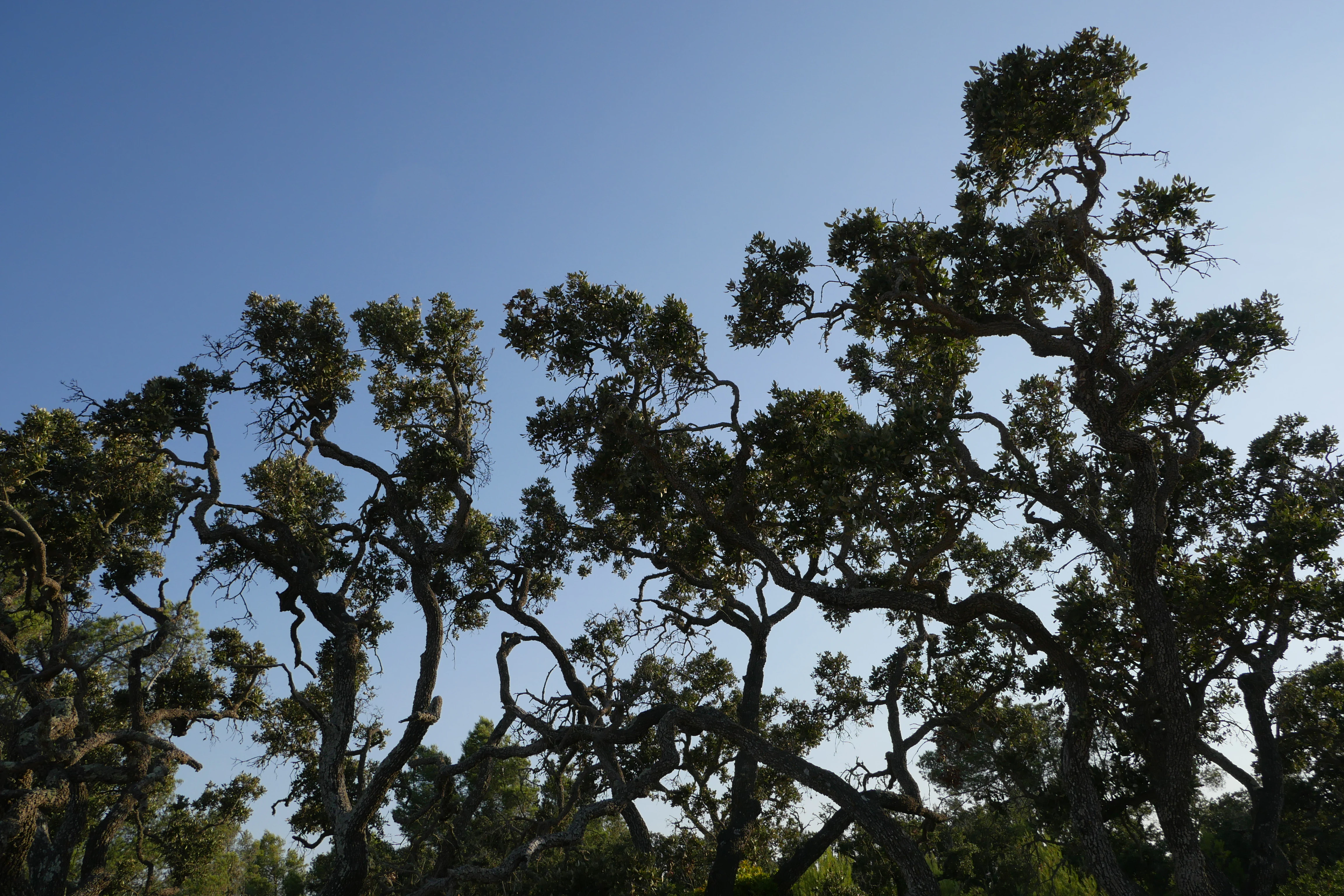 The twisted trunks and branches of holm oak trees silhouetted against a clear blue sky