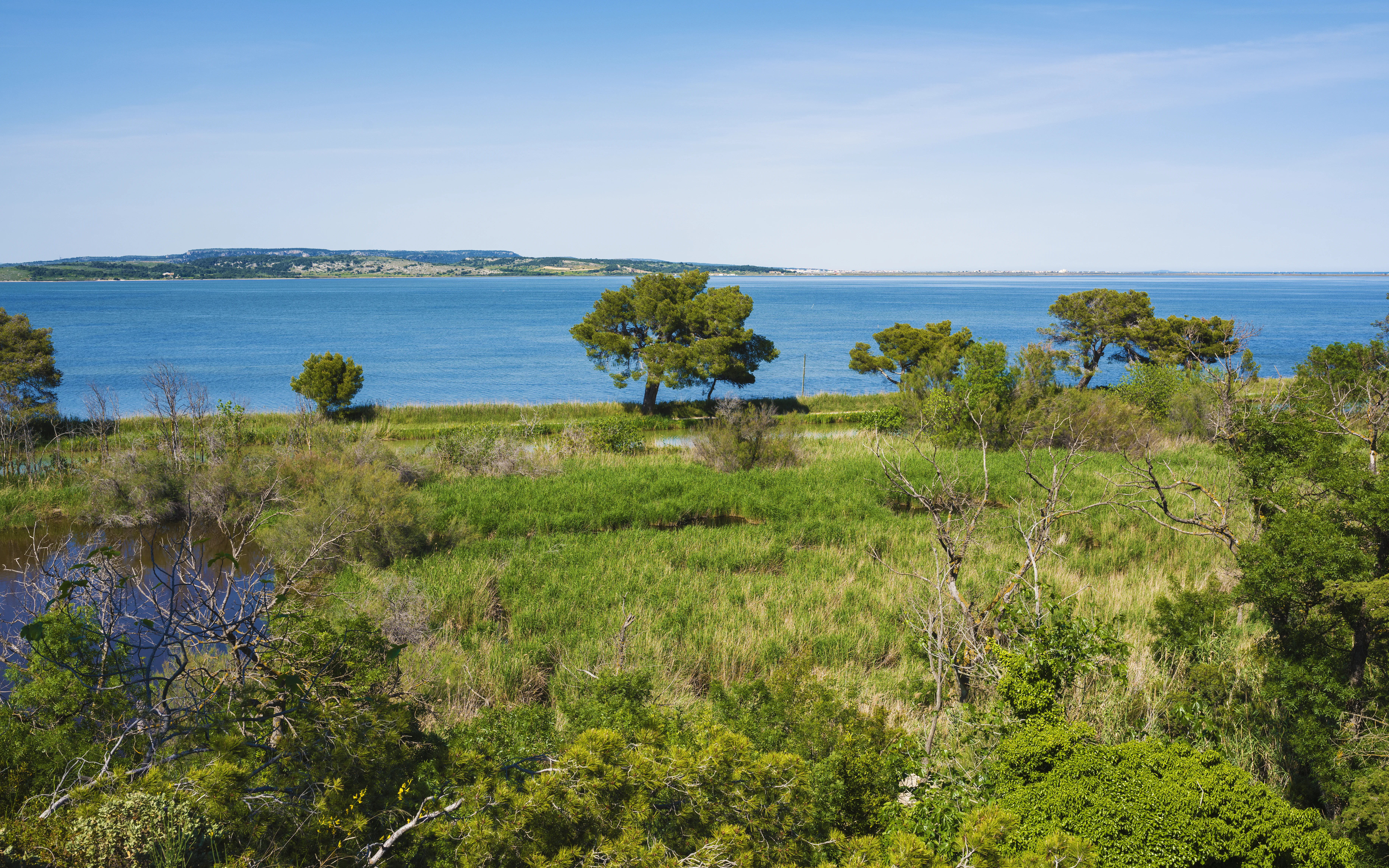 A wide landscape shot of a coastal wetland with green grass and shrubs in the foreground leading to a large blue body of water, with a distant shoreline under a clear blue sky.