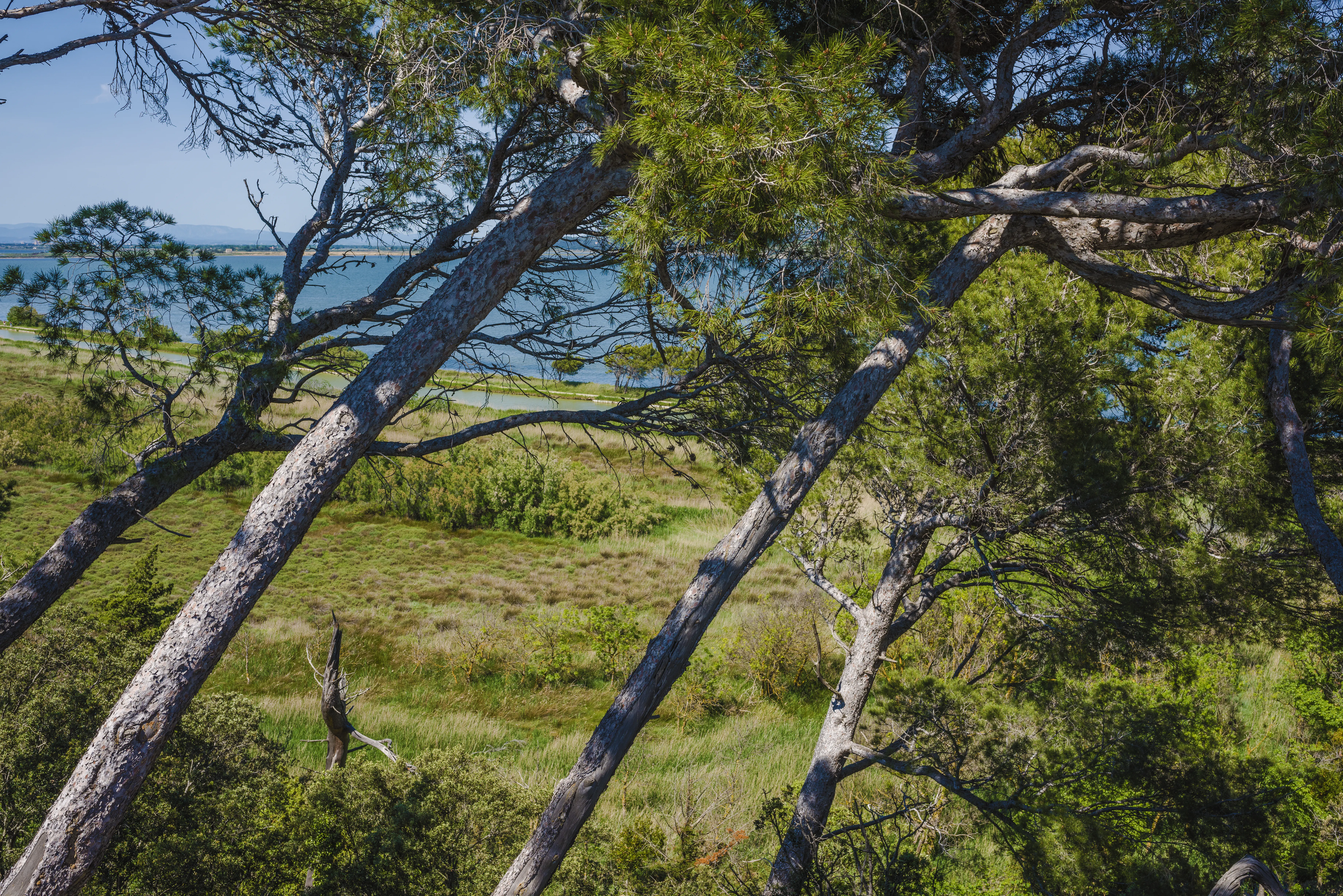 A view through the branches of leaning pine trees looking out over a grassy coastal wetland with a body of water in the background.