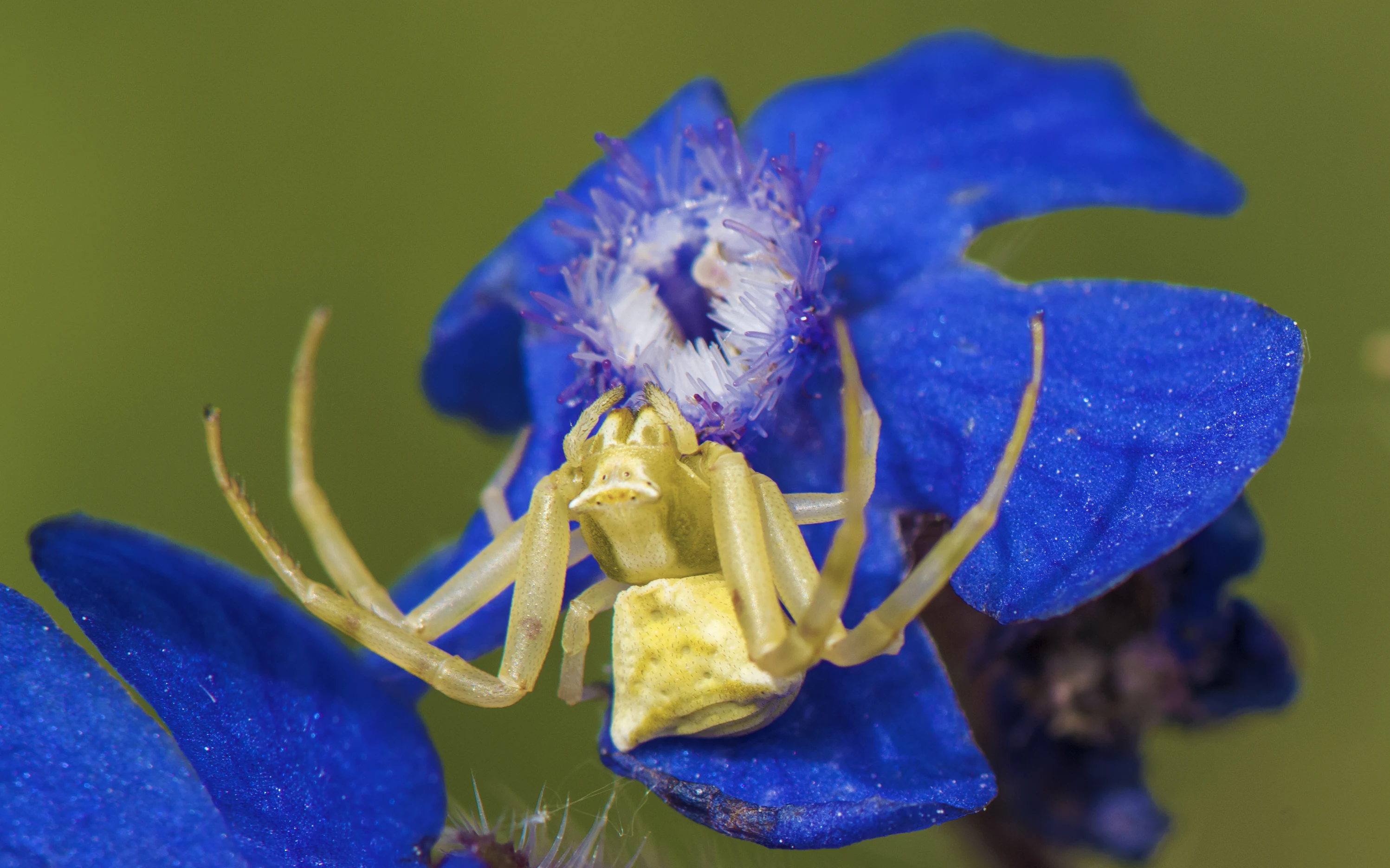 A close-up, top-down view of a small yellow flower crab spider sitting on a vibrant blue flower with a center of fine, pale-colored filaments.