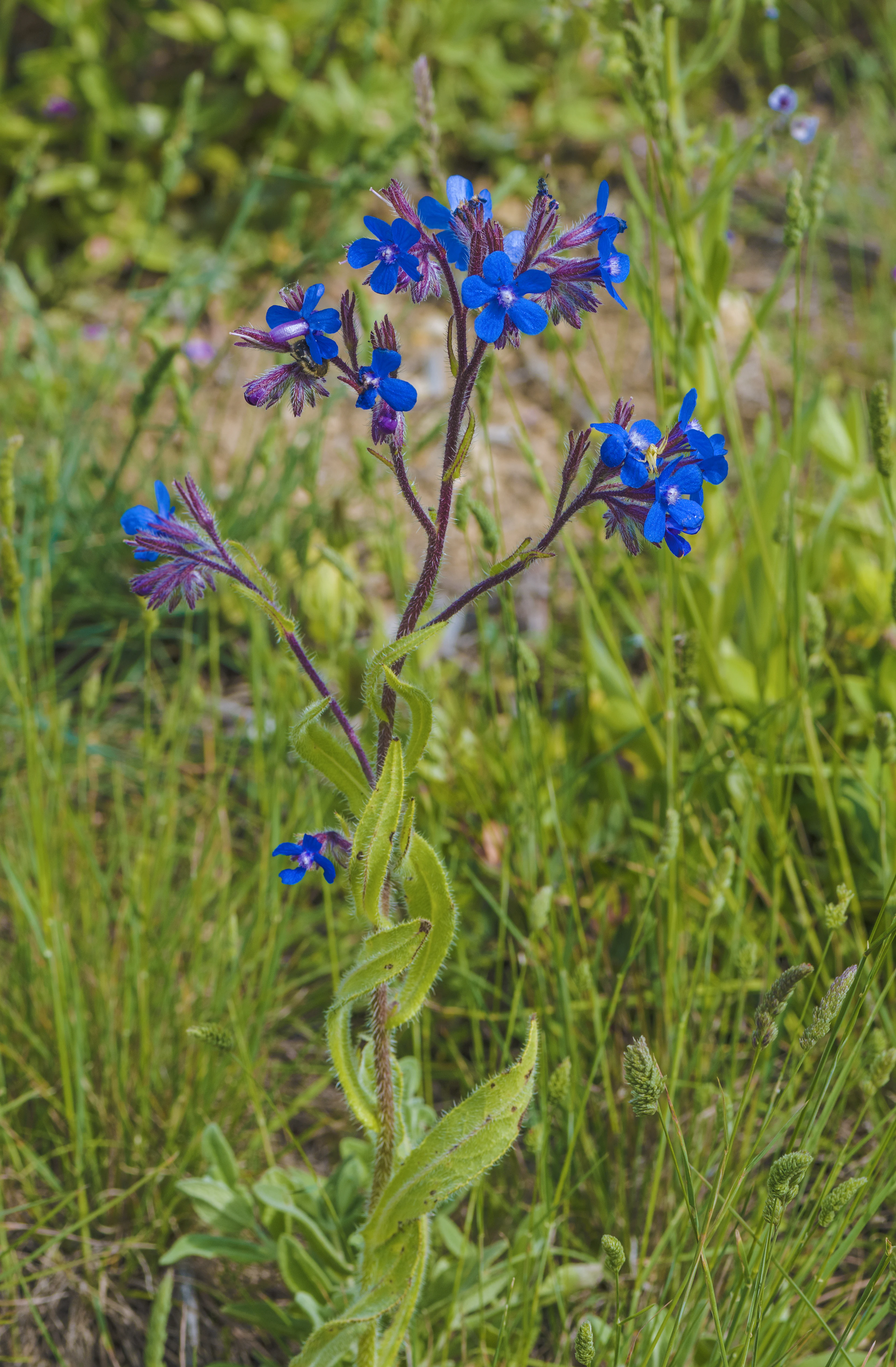 A close up view of an Italian bugloss plant with clusters of small, vibrant blue flowers on a hairy stalk, surrounded by green grass.