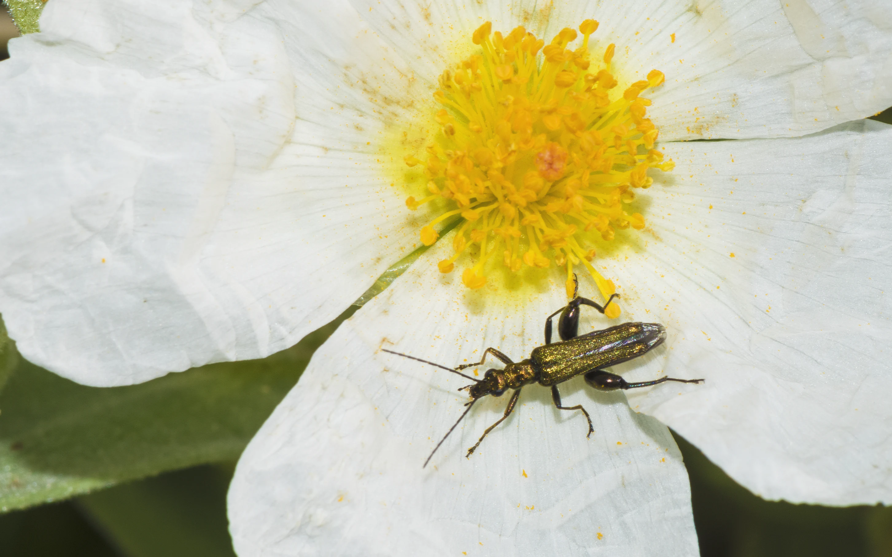 A close-up view of a metallic green thick-legged flower beetle perched on the white petal of a Cistus flower with a bright yellow center.