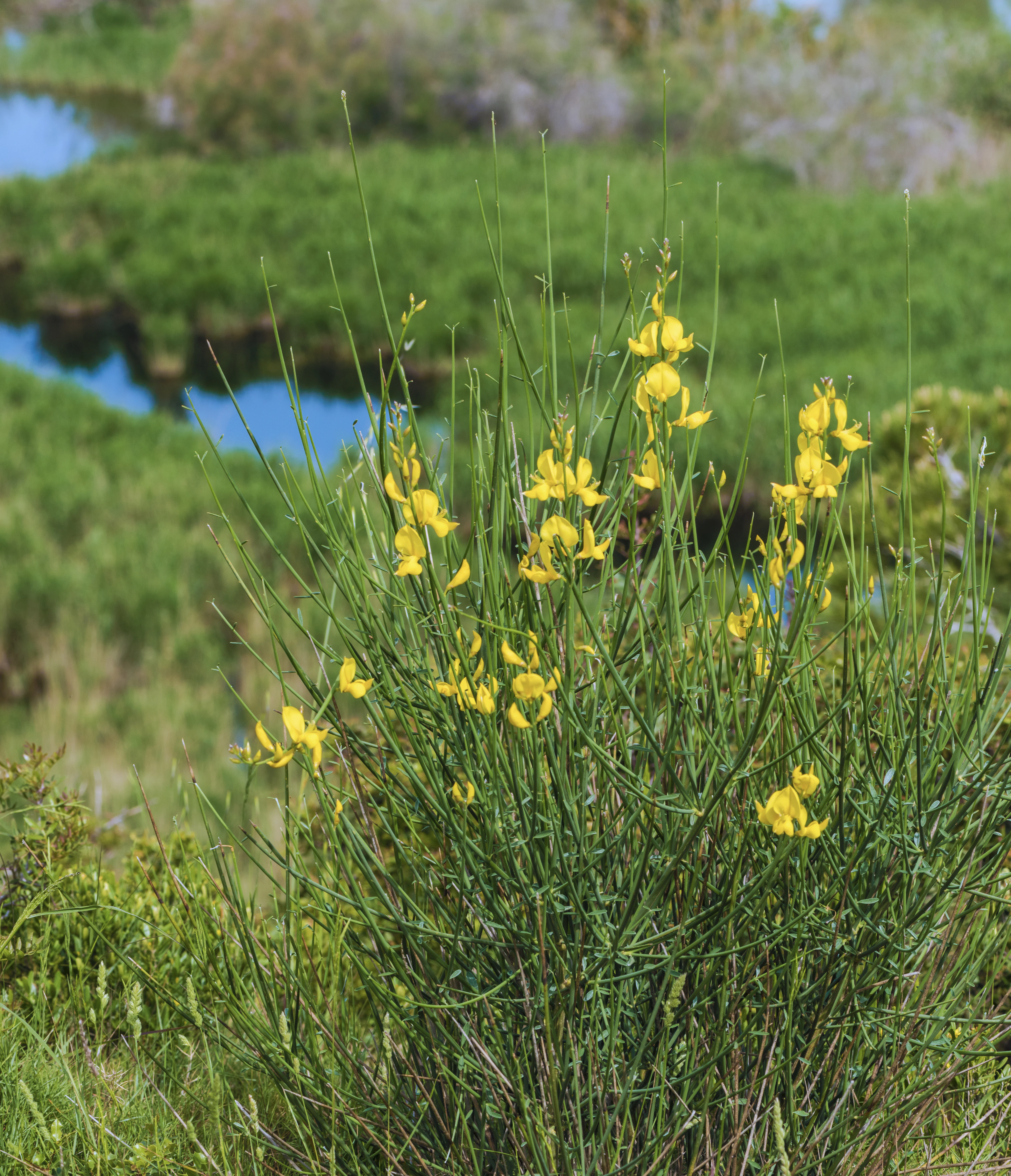 A close-up view of a Spanish broom shrub with bright yellow flowers, set against a background of green vegetation and a small pond.