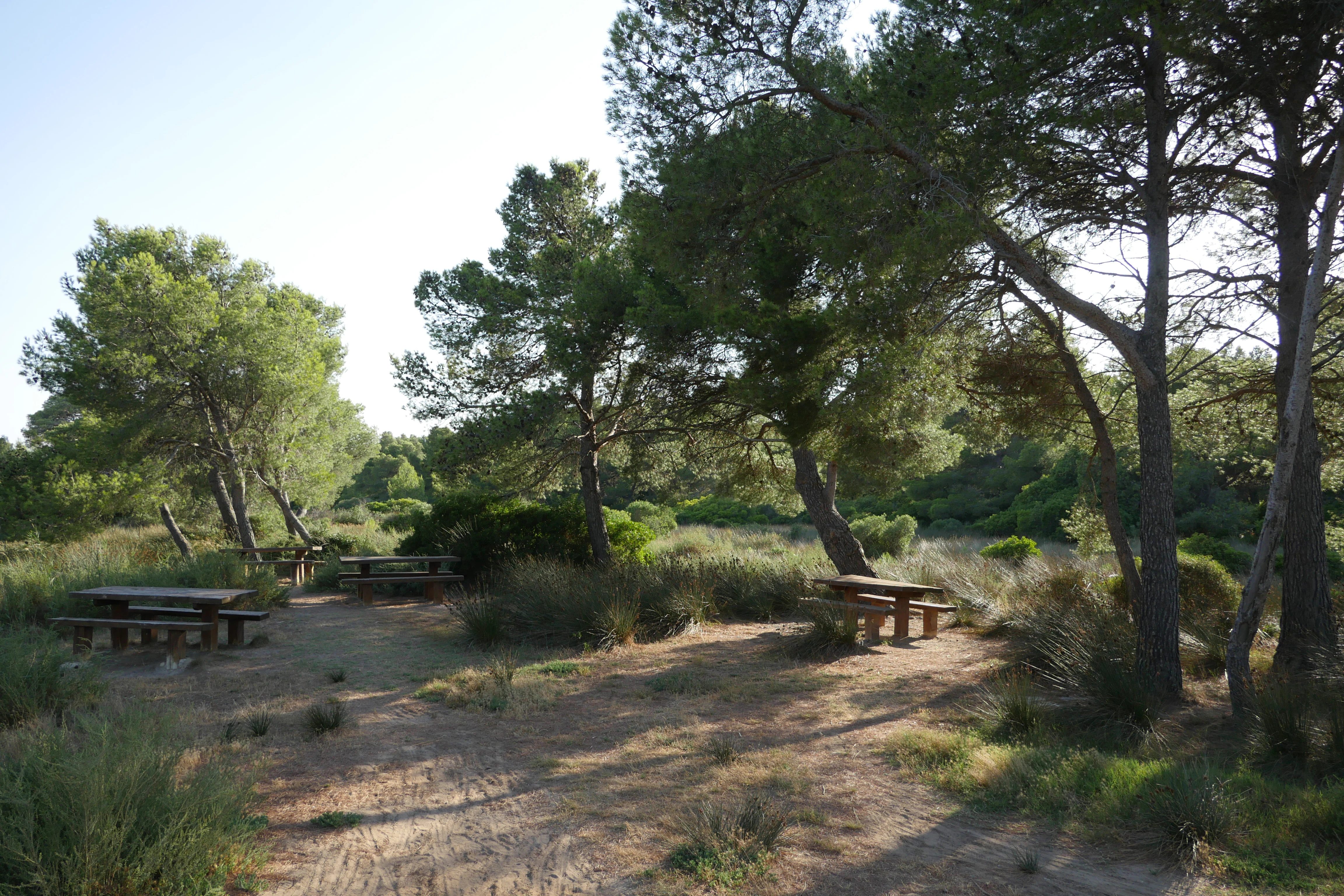 A small clearing with wooden picnic tables under the canopy of pine trees in a Mediterranean-style forest.
