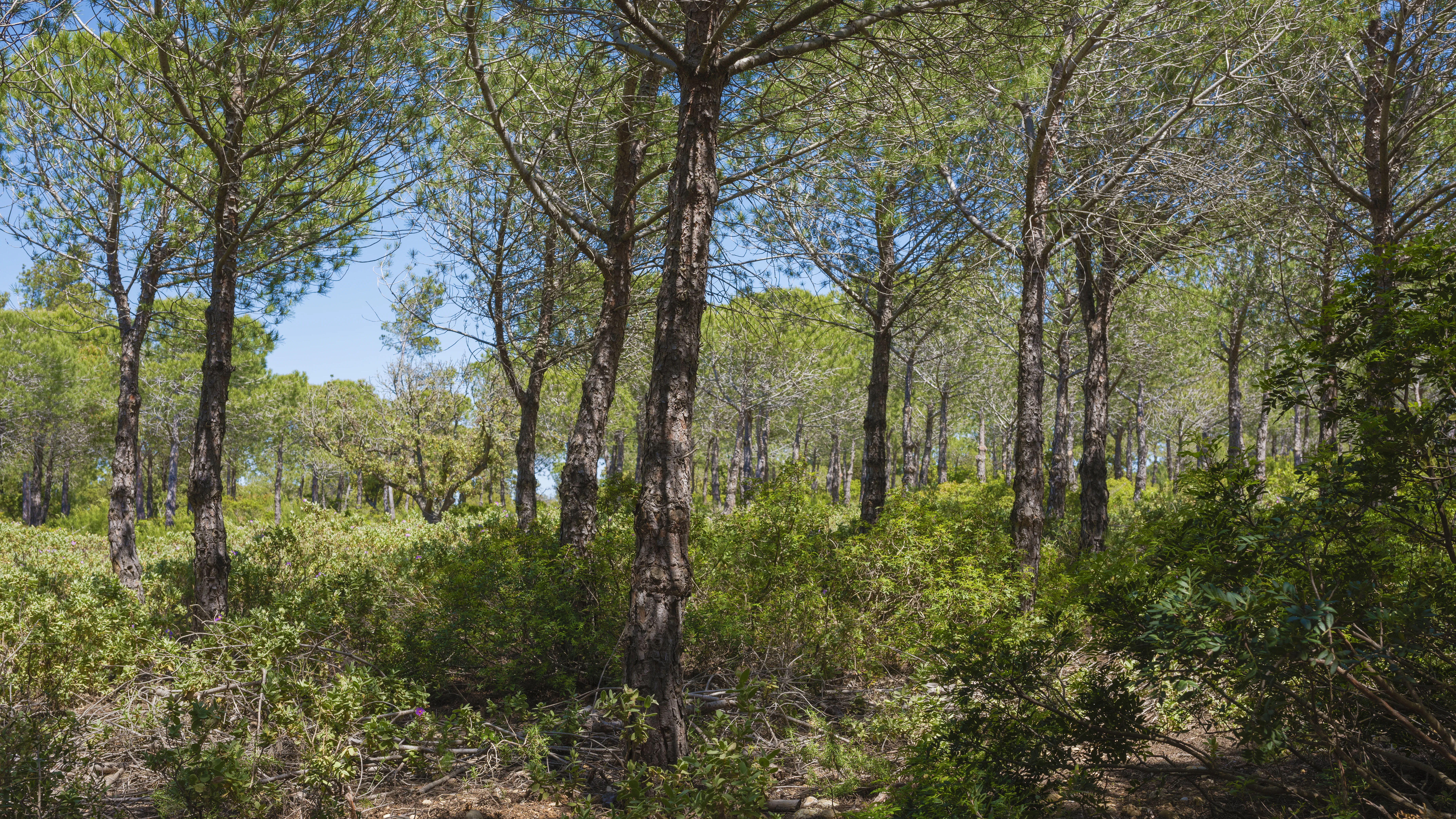 A sunny scene featuring a dense stand of pine trees with textured trunks and green canopy, set against a clear blue sky, with a lush, low-lying shrub understory.