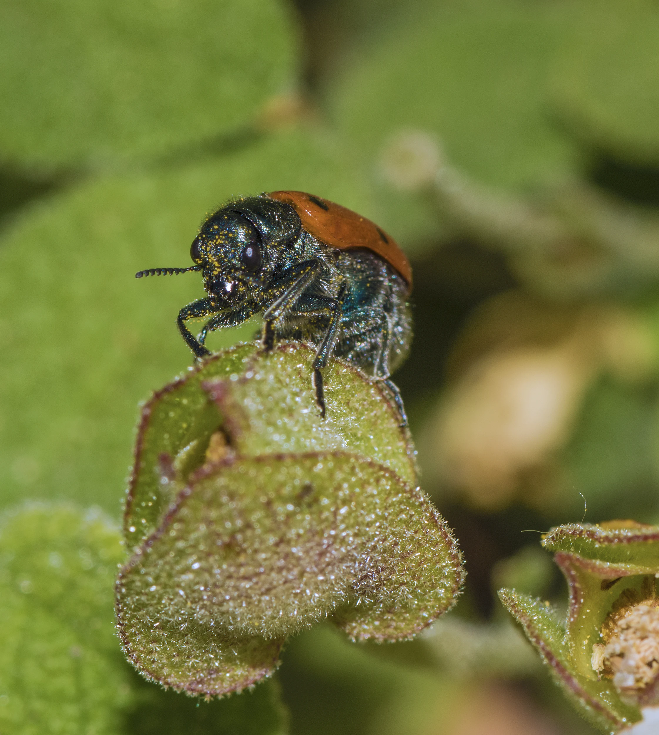 A close-up view of a small orange and black spotted beetle perched on the edge of a green textured leaf.