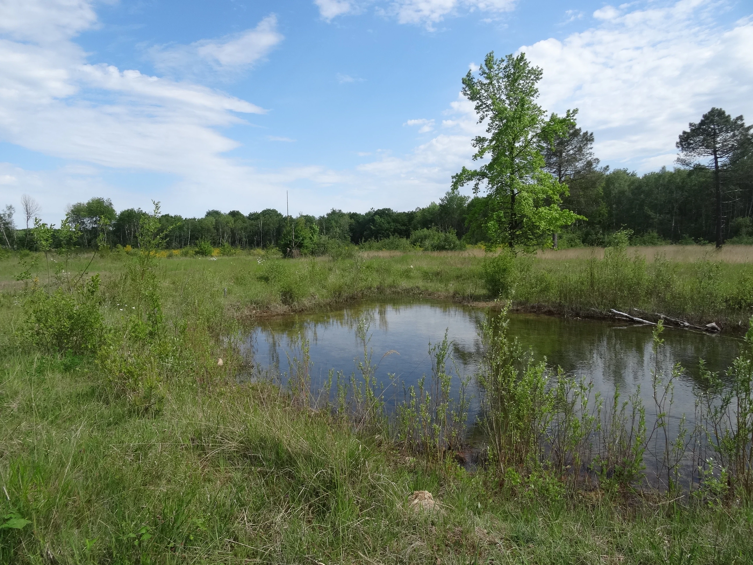 A small, still pond sits in the center of a grassy, open field, surrounded by sparse vegetation and a line of trees in the background under a partly cloudy blue sky.