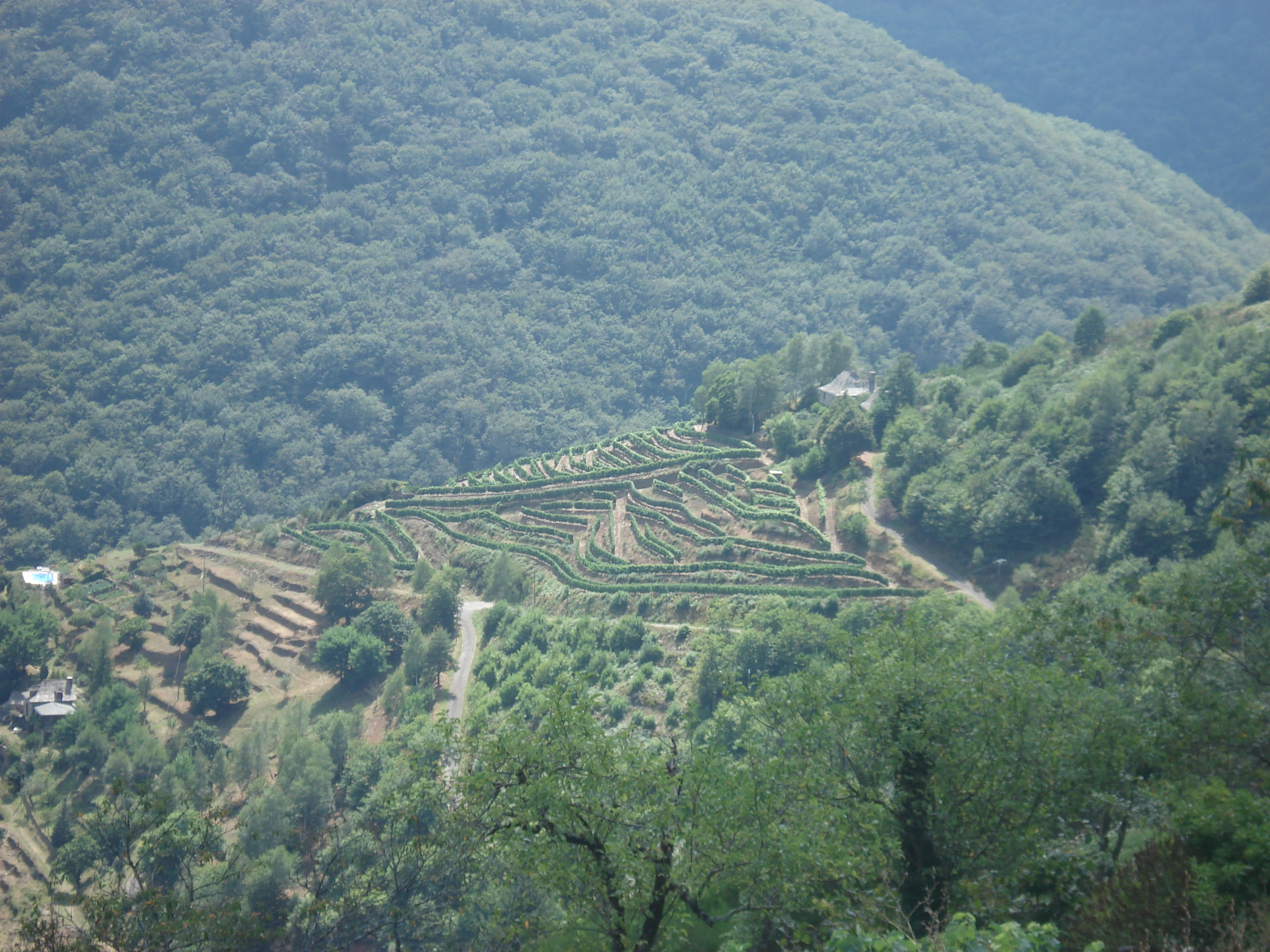 A high-angle view of terraced vineyard slopes carved into a hillside, surrounded by dense green forest in a valley setting.