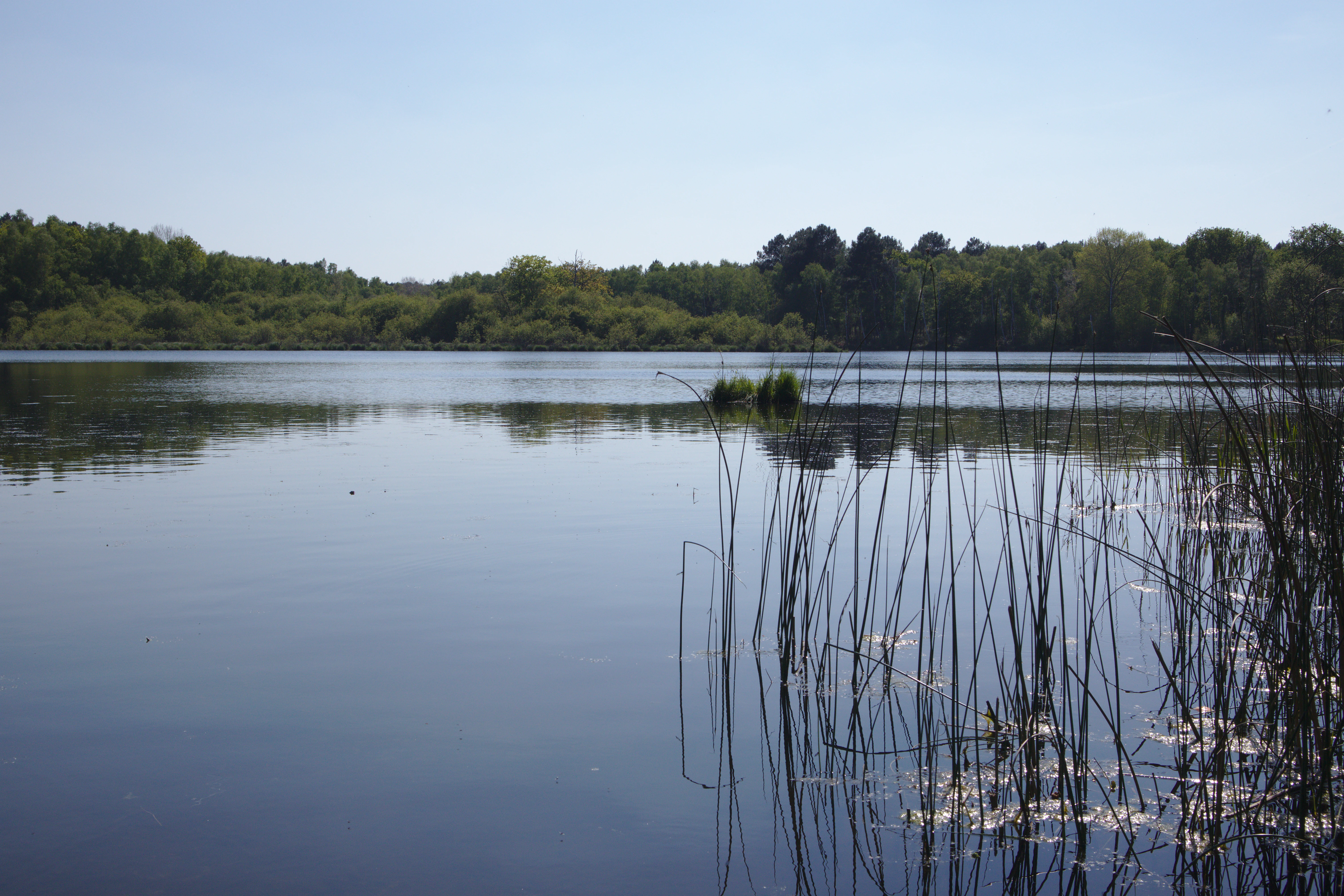 A wide, calm pond with reeds in the foreground and a dense line of trees on the horizon under a clear sky.