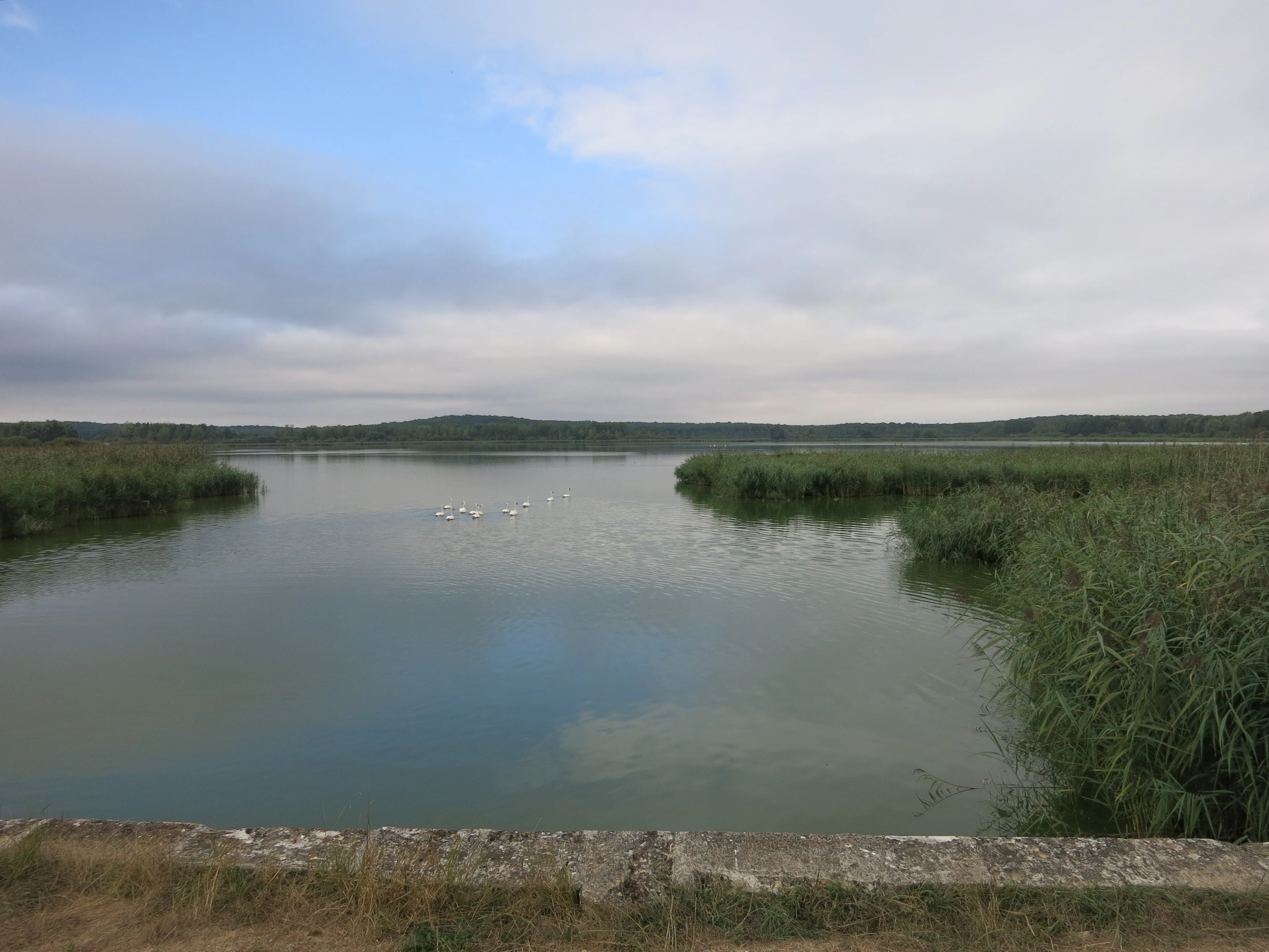 A wide, calm pond surrounded by tall reeds under a cloudy sky.