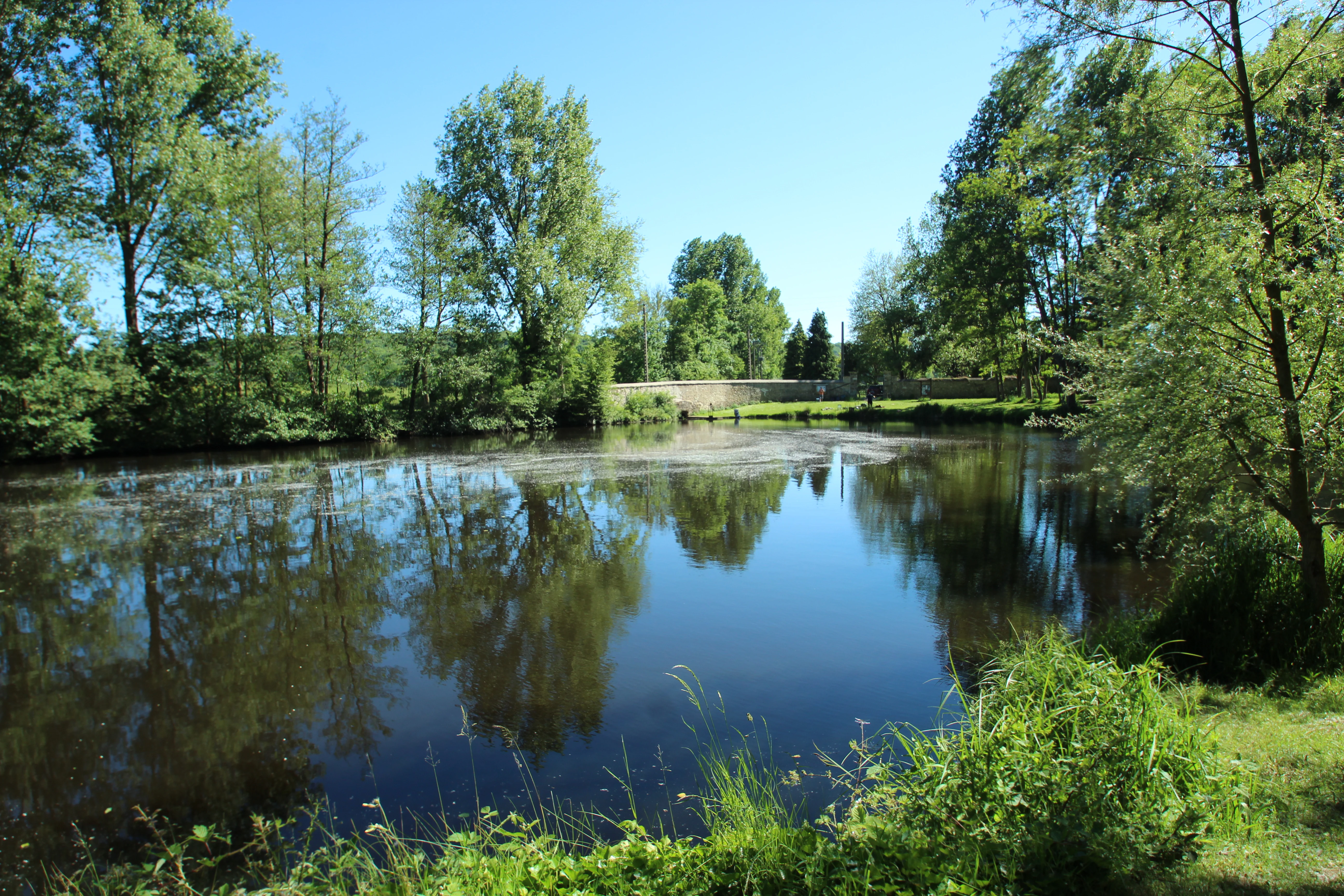 A calm, reflective pond surrounded by lush green trees and vegetation on a clear day.