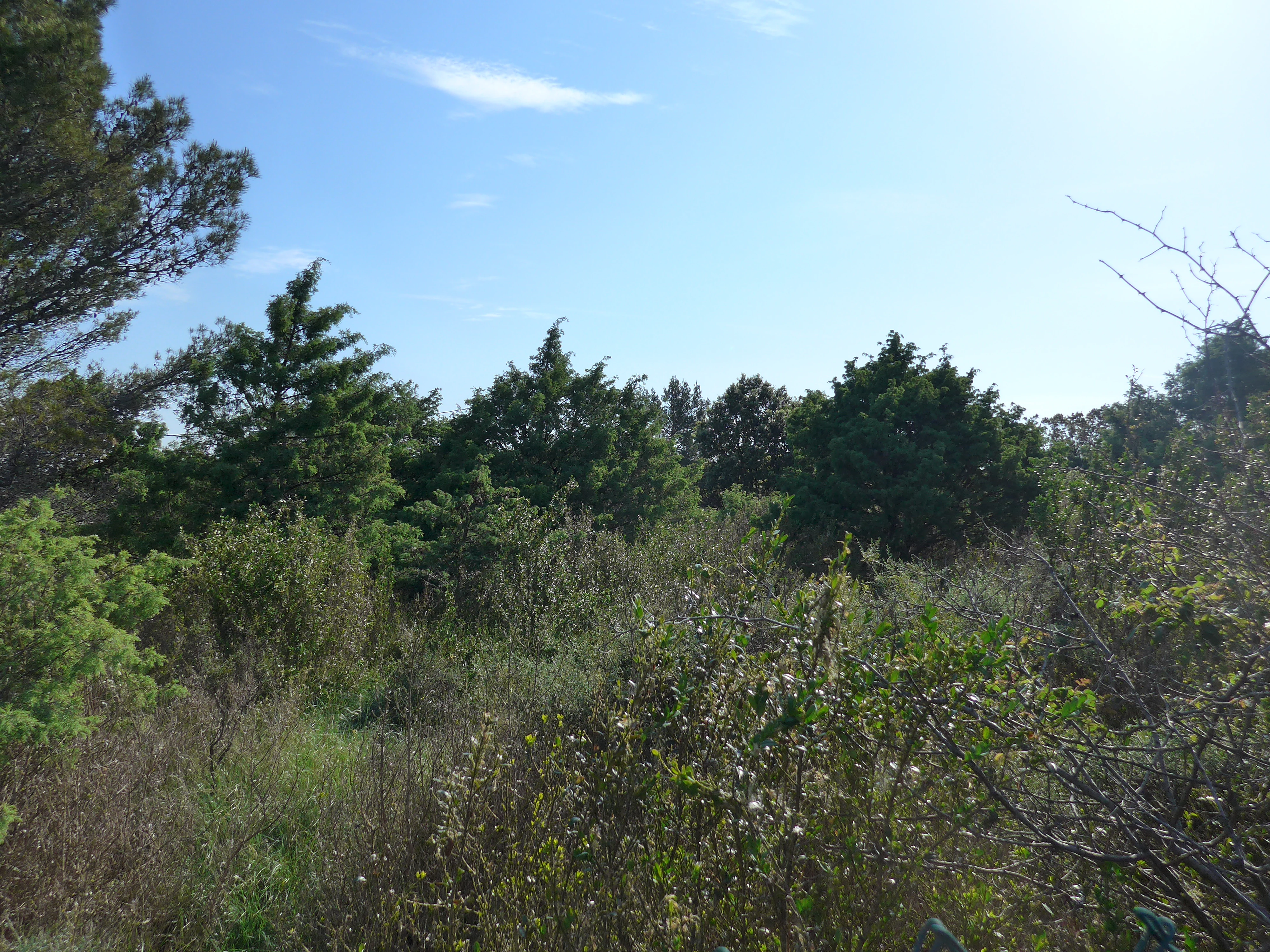 A view of a Mediterranean limestone plateau covered in low-lying shrubbery and evergreen trees under a bright blue sky.