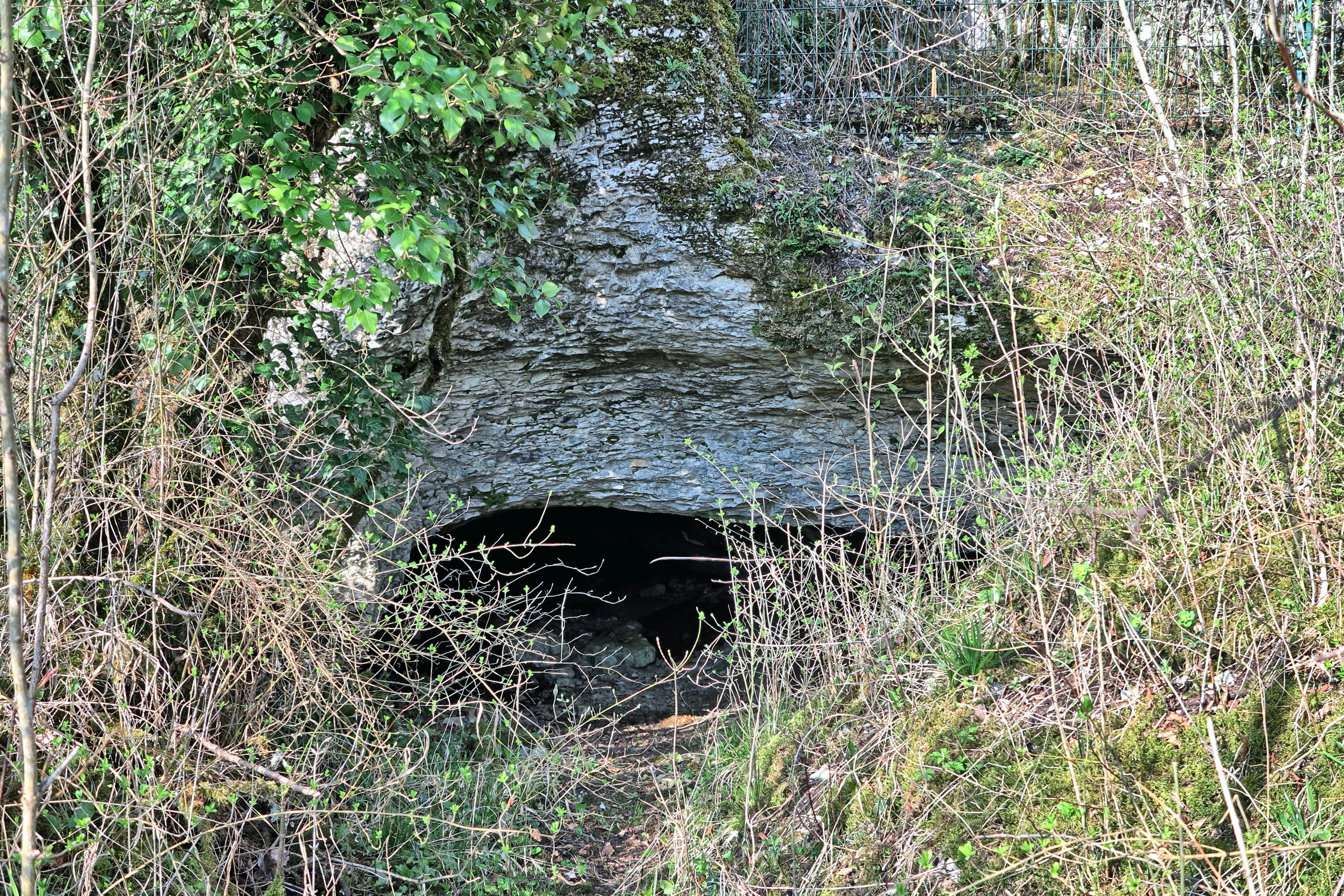 A low, arched cave opening set within a limestone rock face, surrounded by dense trees, bushes, and dry undergrowth.