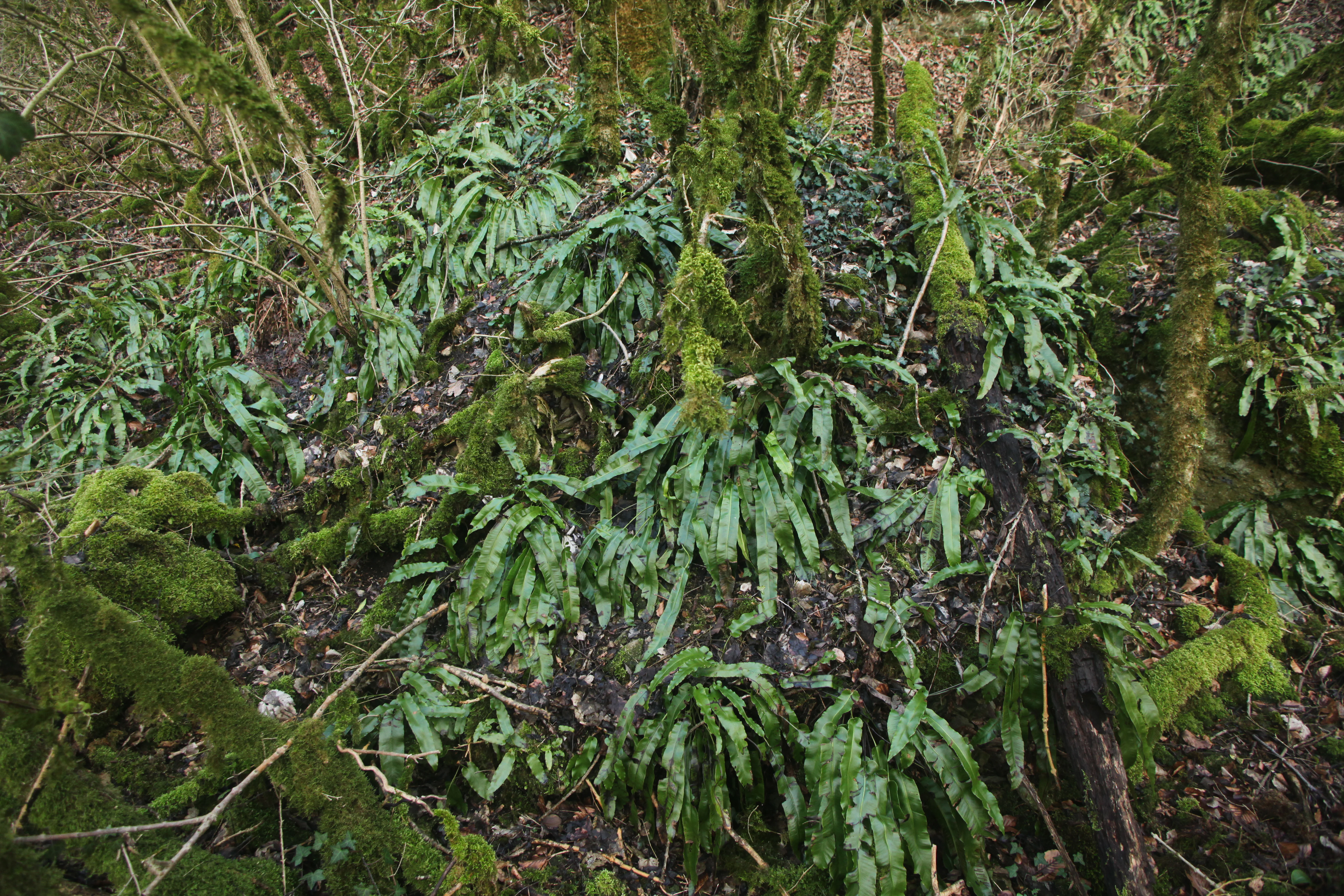 A close-up of a forest floor covered in moss and hart's-tongue ferns growing near the base of tree trunks.