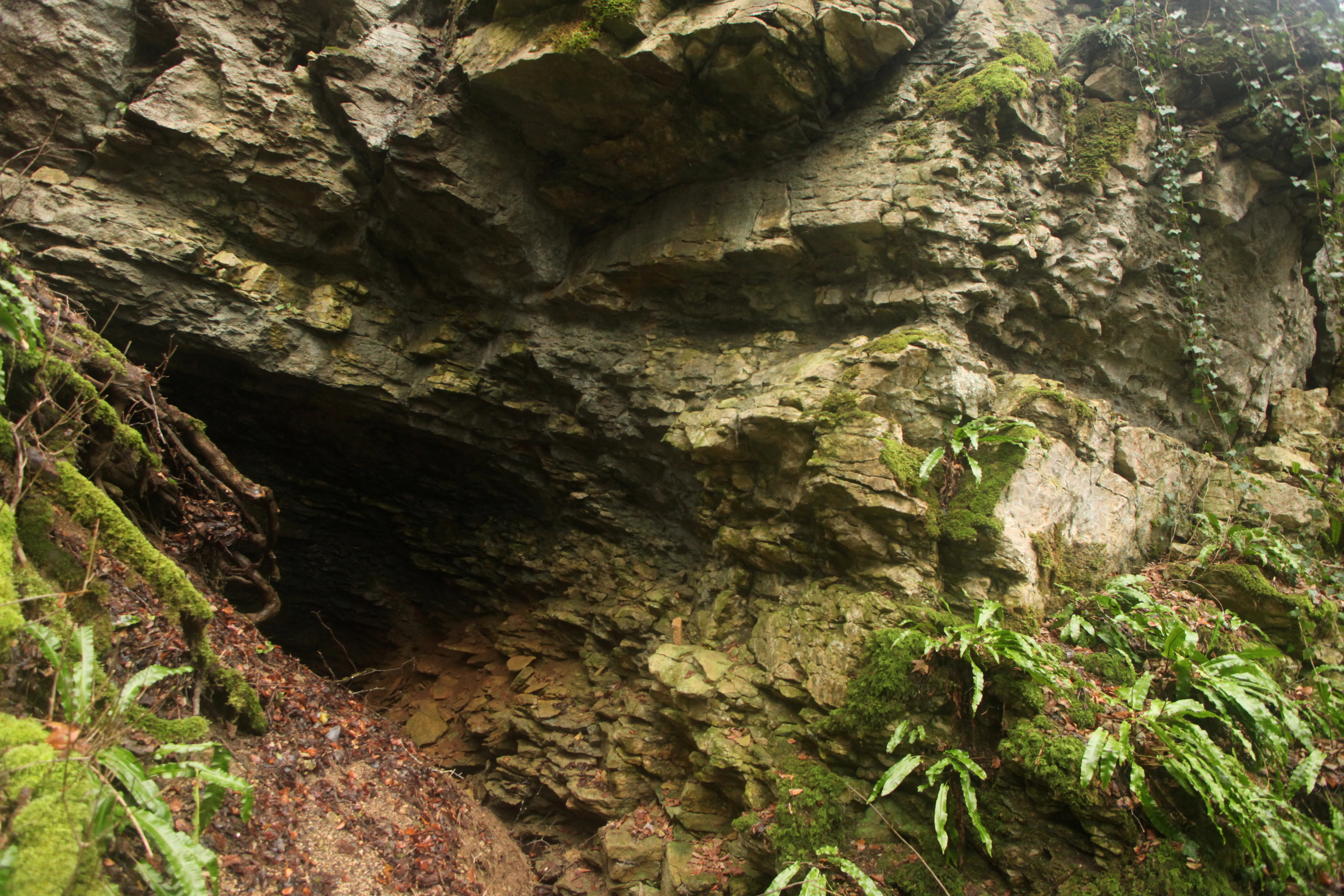 A low, rocky cave entrance nestled into a mossy limestone cliff face, surrounded by ferns and forest floor foliage.