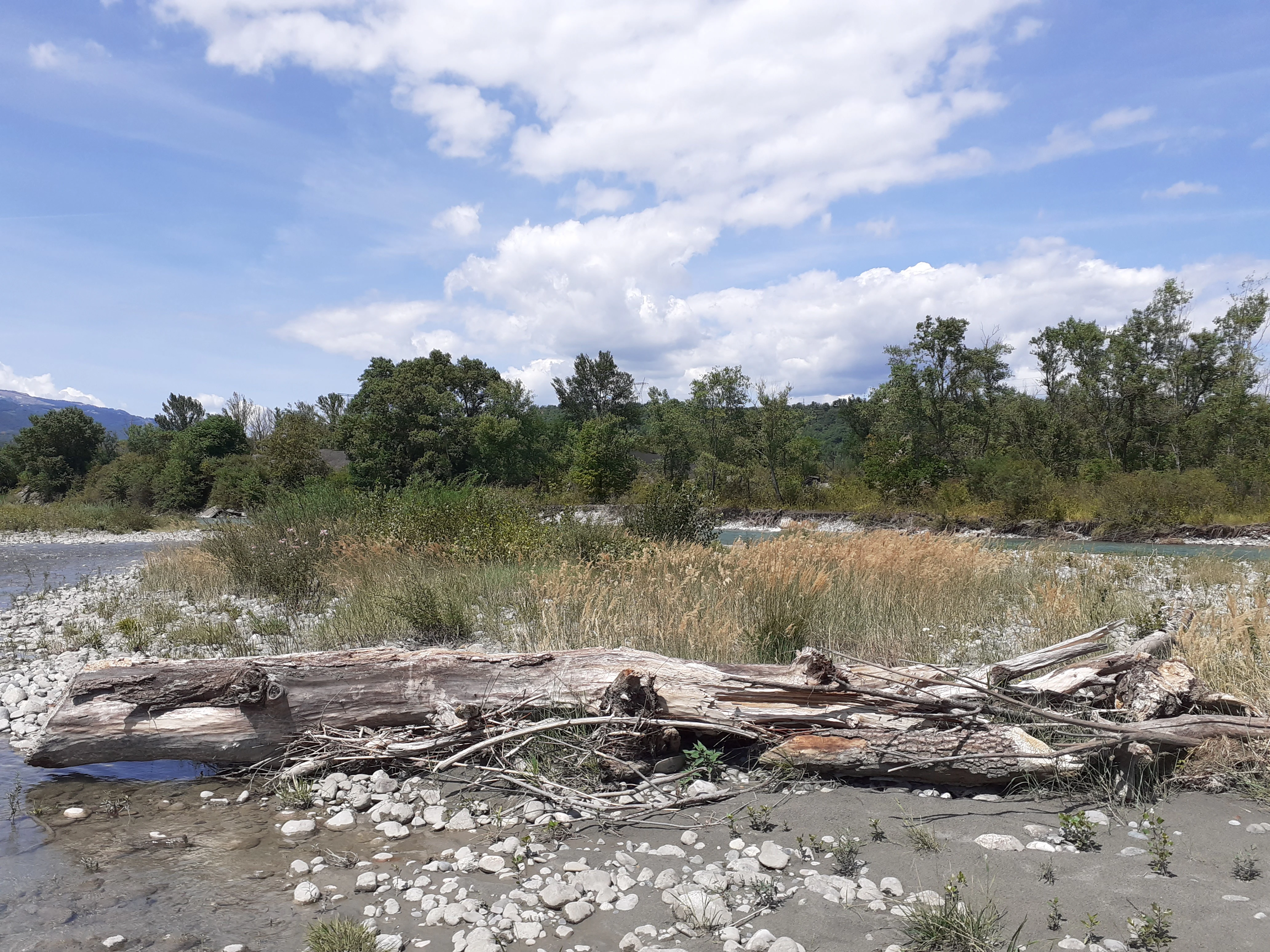A wide view of a river bank with a large weathered log in the foreground, grasses, and a forest line under a partly cloudy sky.