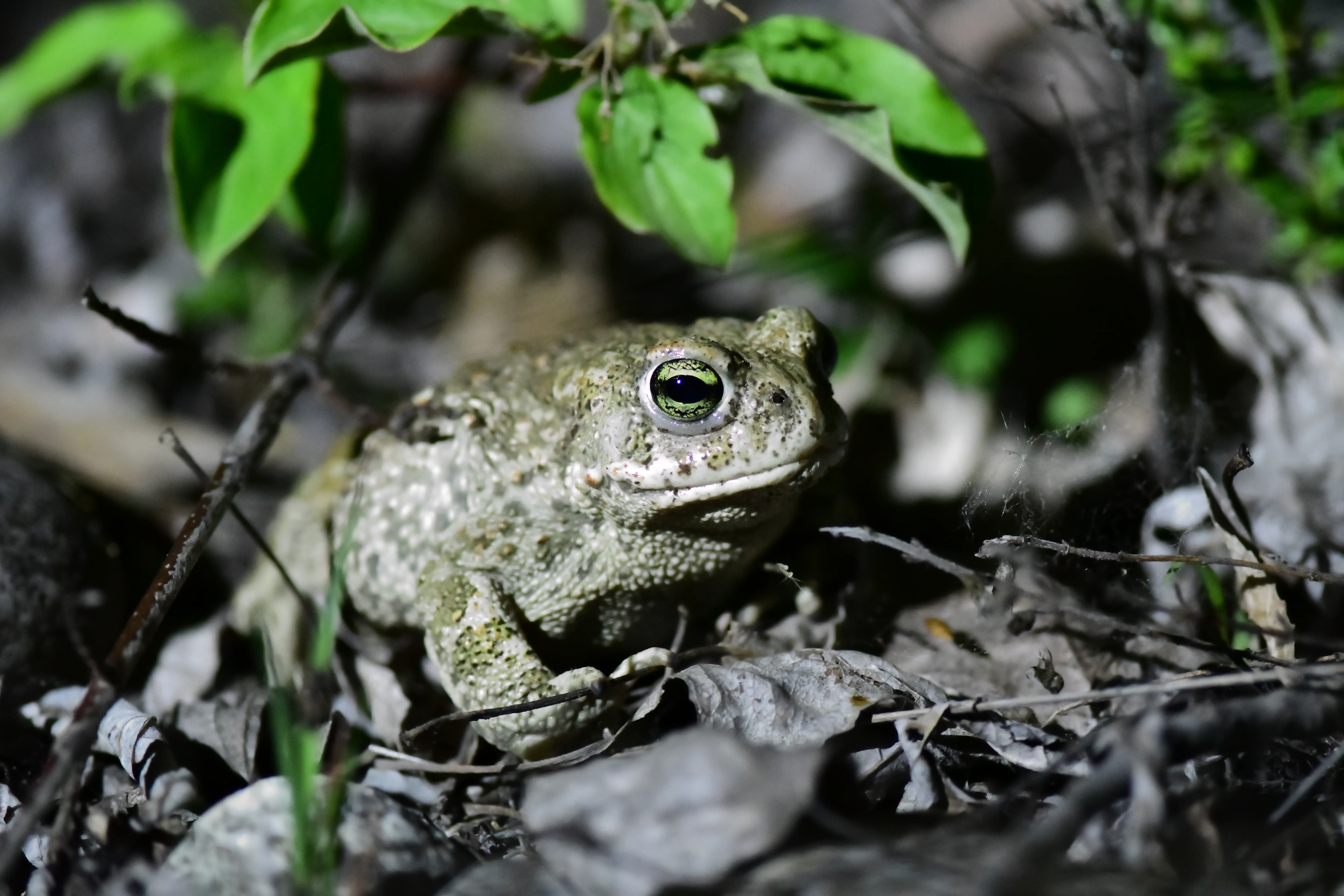A warty, greenish-brown Natterjack toad sits on dry leaves and soil under low vegetation.