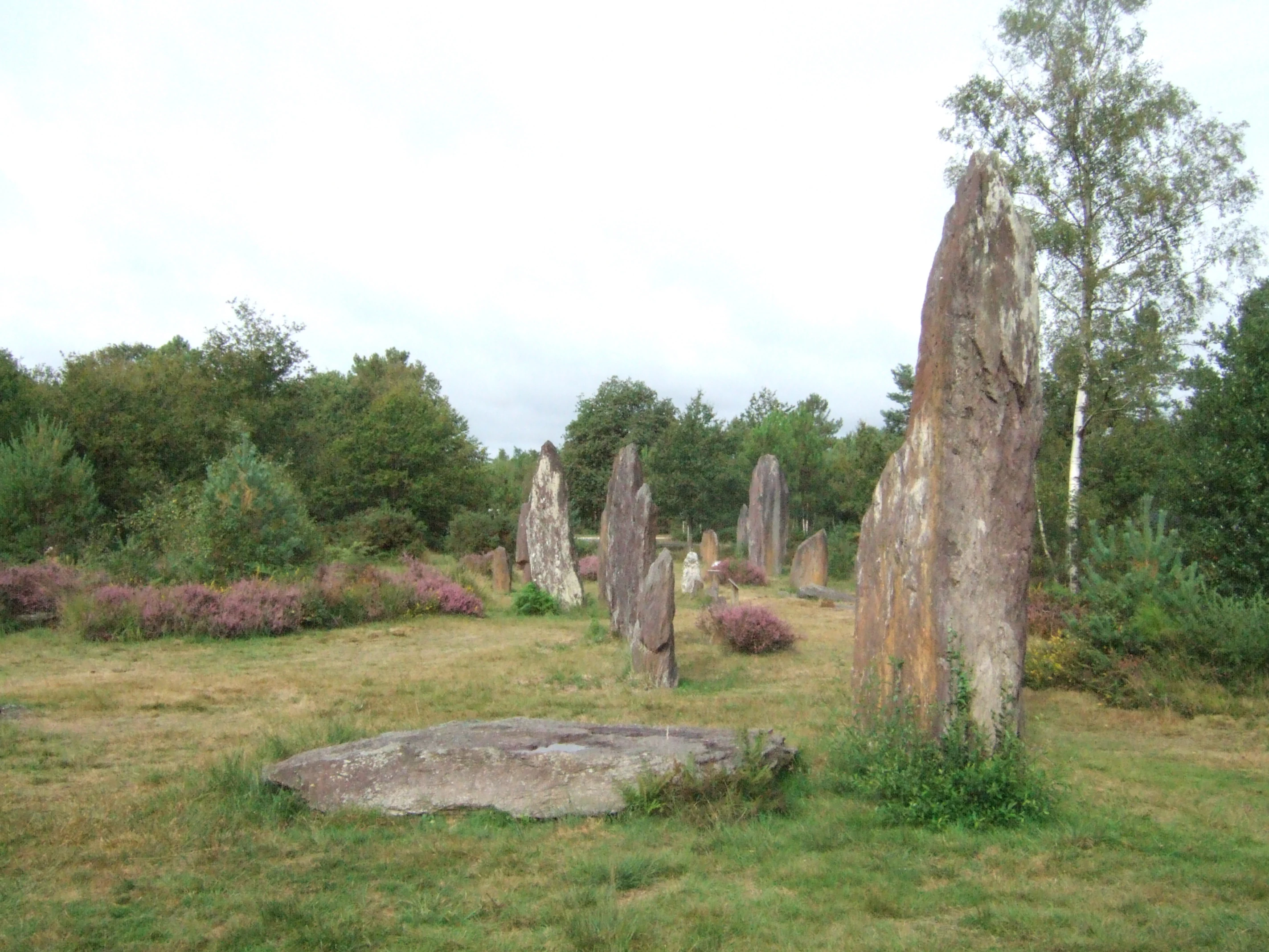 A row of large vertical megalithic stones standing in a field of grass and flowering heath plants, with trees in the background.