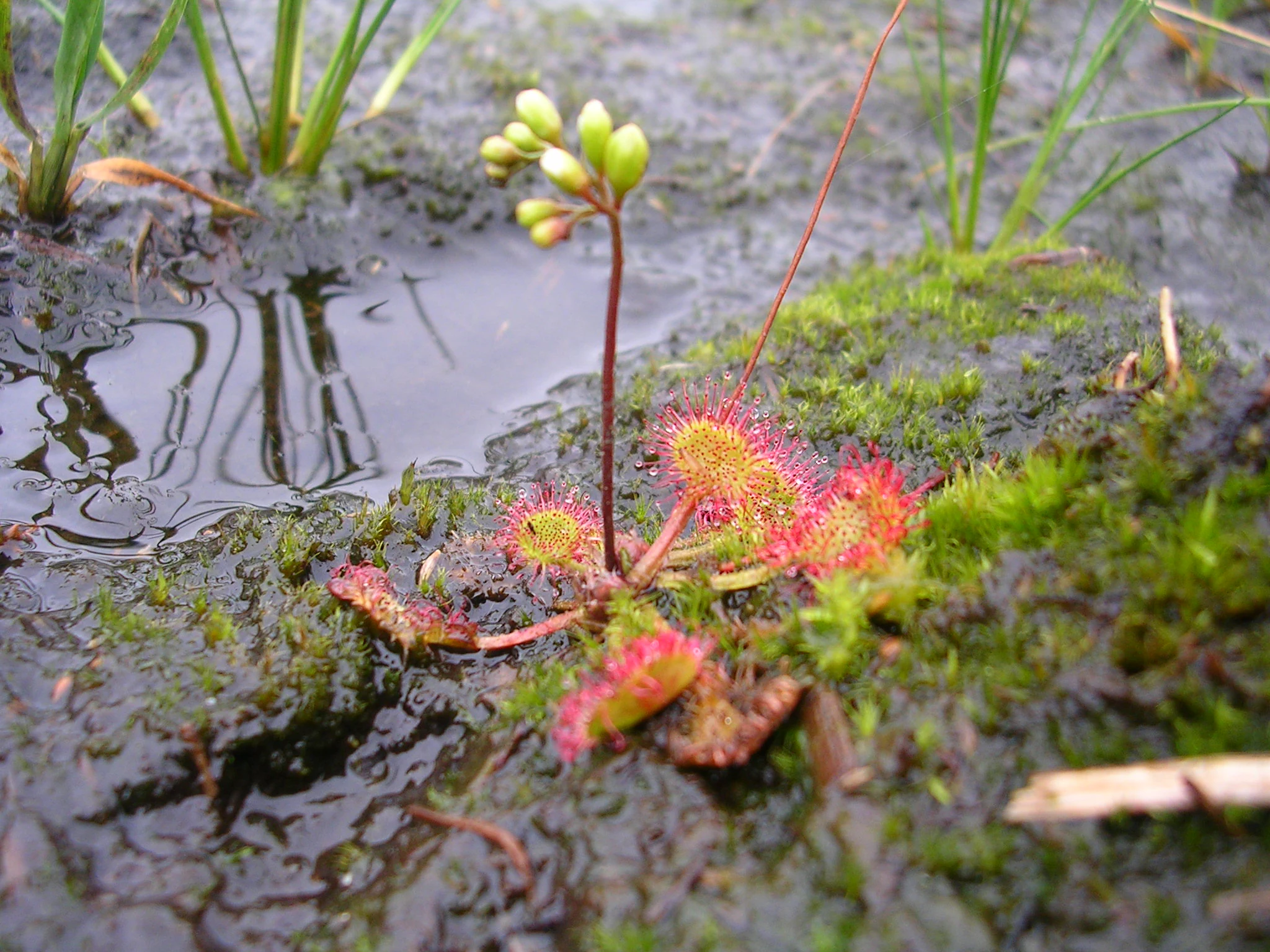 Una vista de cerca de una pequeña planta de rocío de sol de hoja redonda con hojas rojas y glandulares que crece en un entorno de turbera musgosa y húmeda, junto a un pequeño charco de agua.