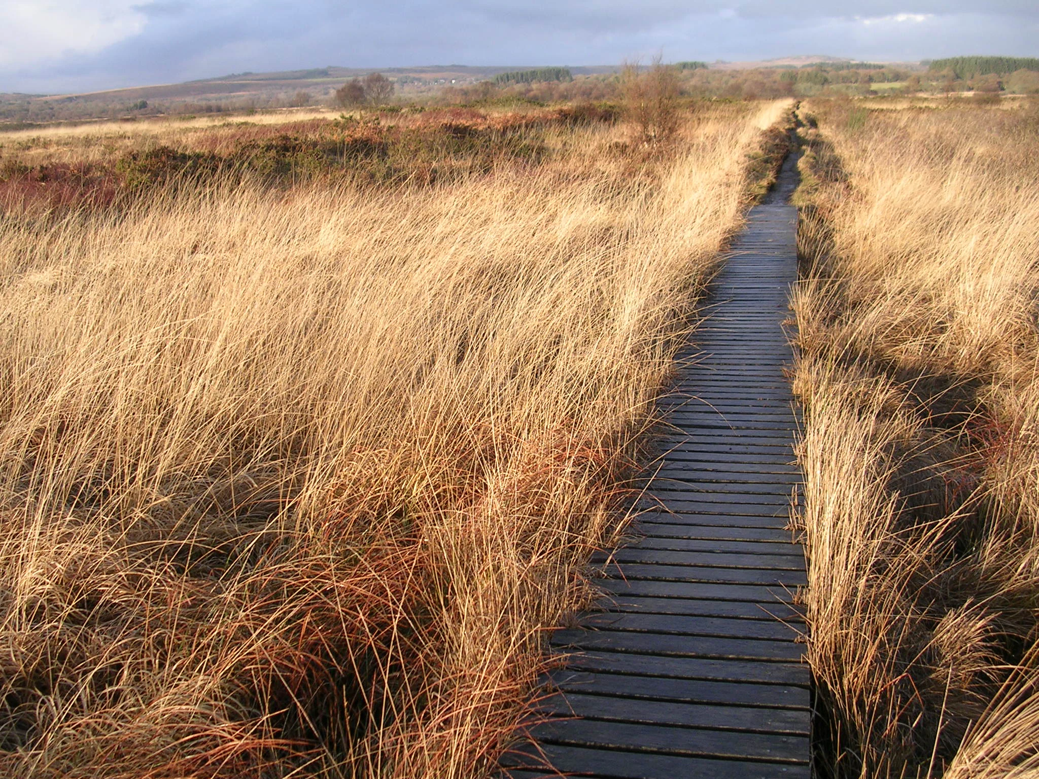 Boardwalk in the peat bog