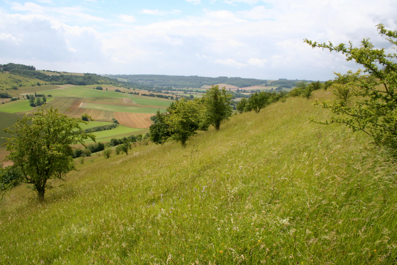 A sloped, grassy hillside covered in wildflowers and scattered bushes, overlooking a rolling countryside with agricultural fields and forest patches under a cloudy sky.