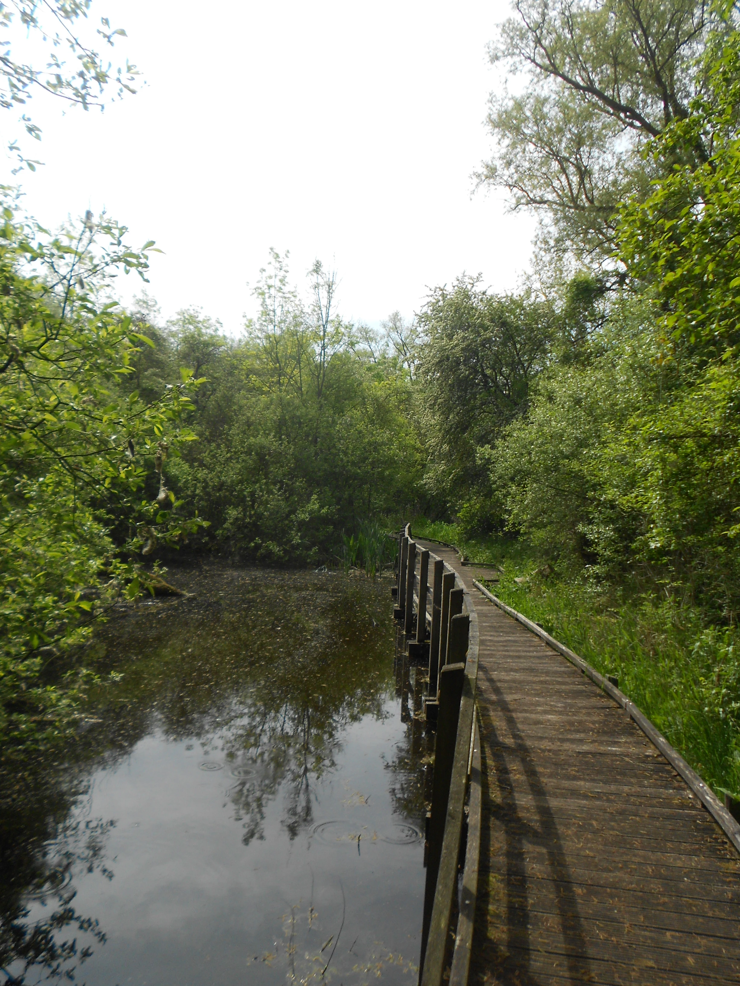 A wooden boardwalk trail with railings follows the edge of a calm, reflective pond surrounded by dense green trees and vegetation.