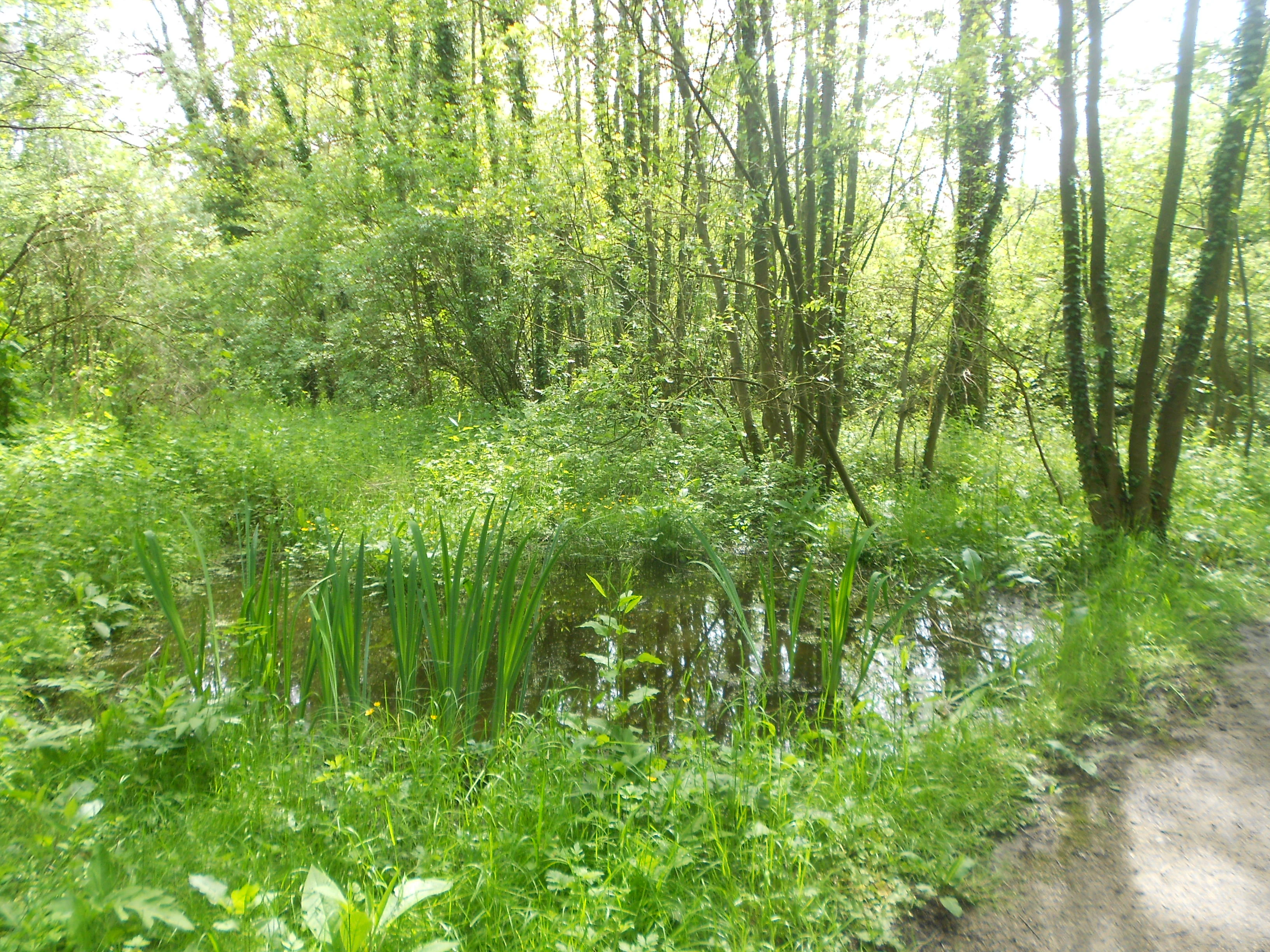 A small pond surrounded by dense green vegetation, tall grasses, and trees in a woodland setting.