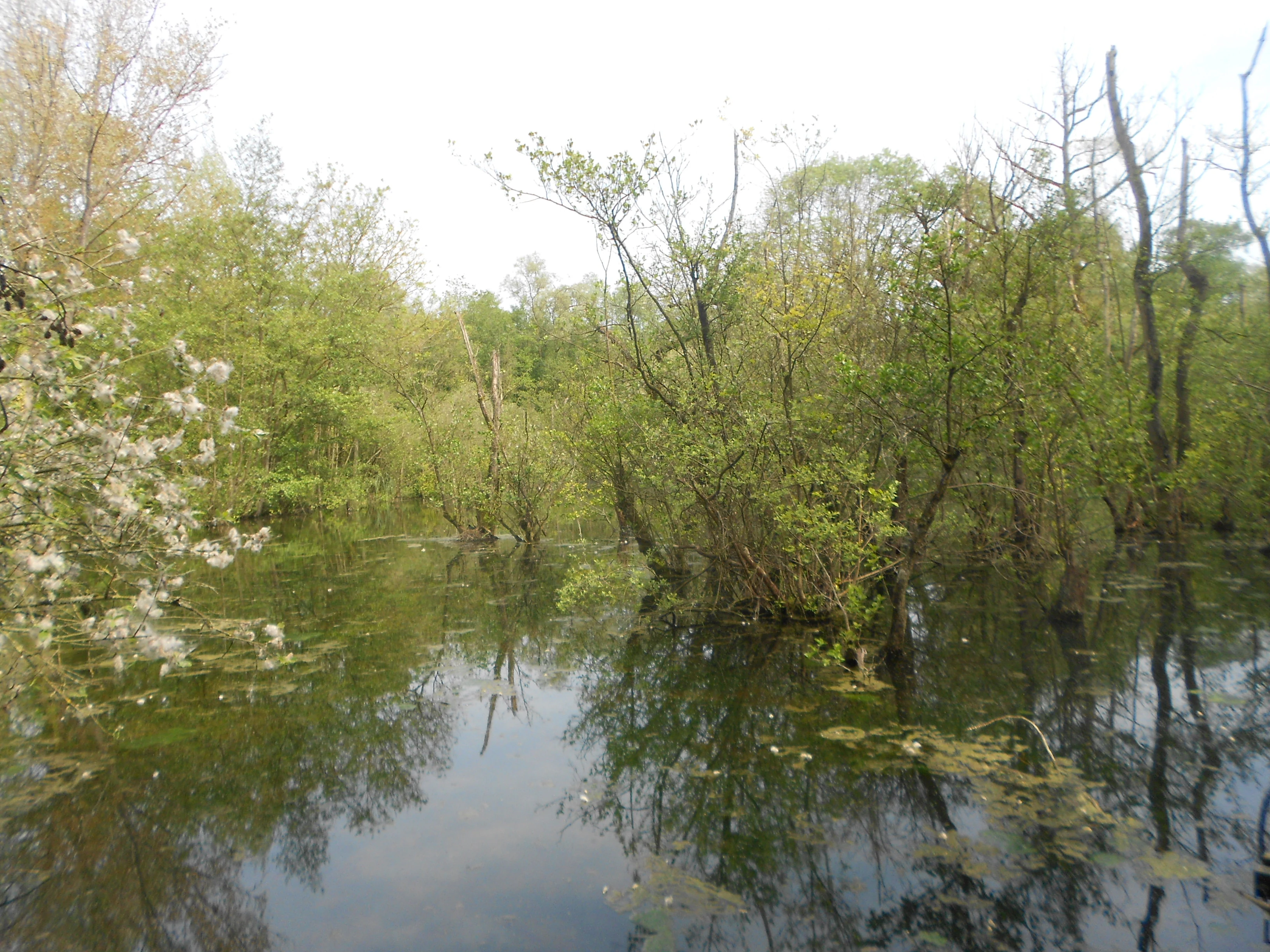 A calm, still wetland pond surrounded by dense green marshy trees and bushes, with some white blossoms visible on a branch in the left foreground.