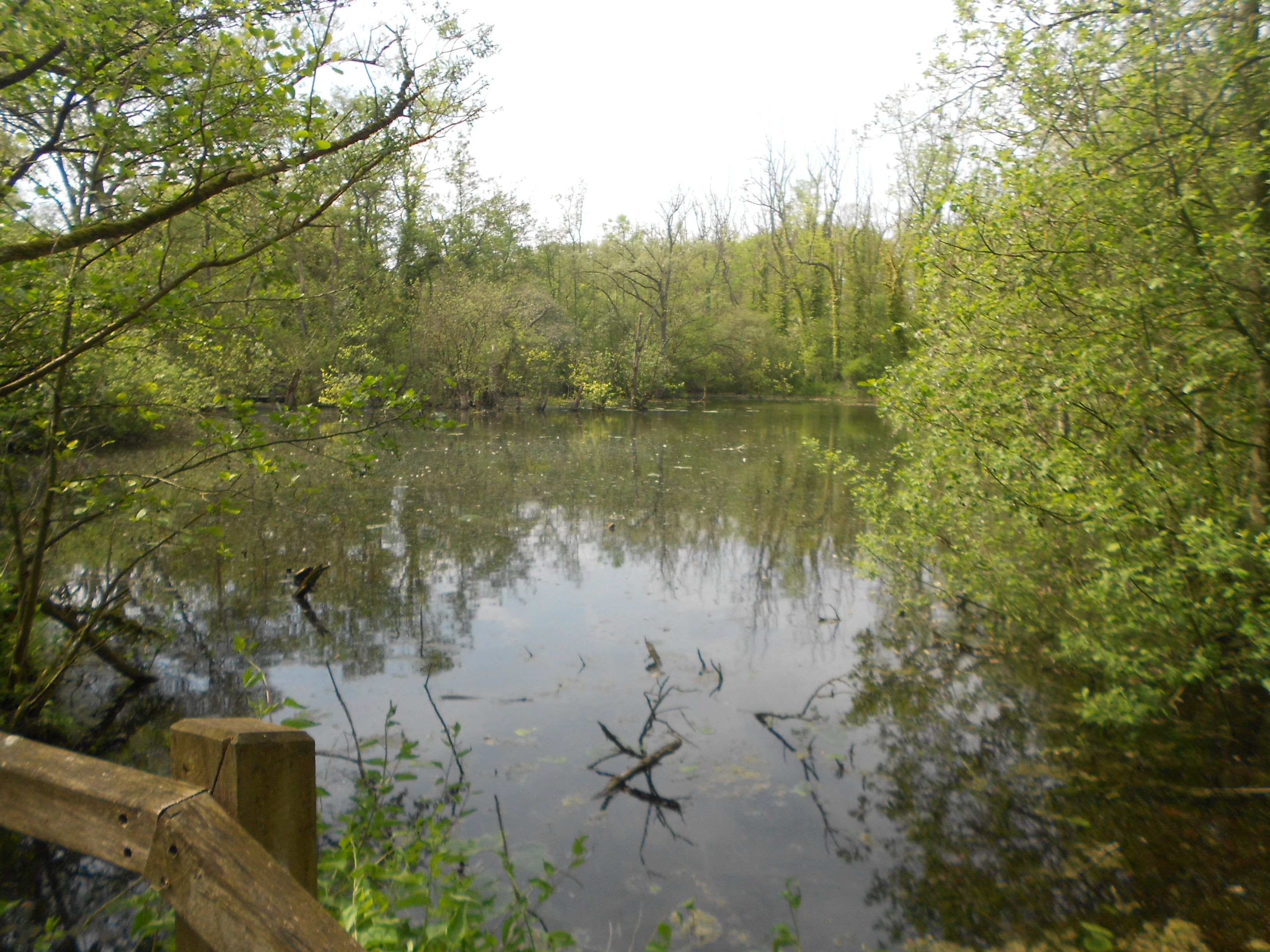 A calm, reflective pond surrounded by dense green trees and foliage in a wetland environment, with a partial wooden railing in the foreground.