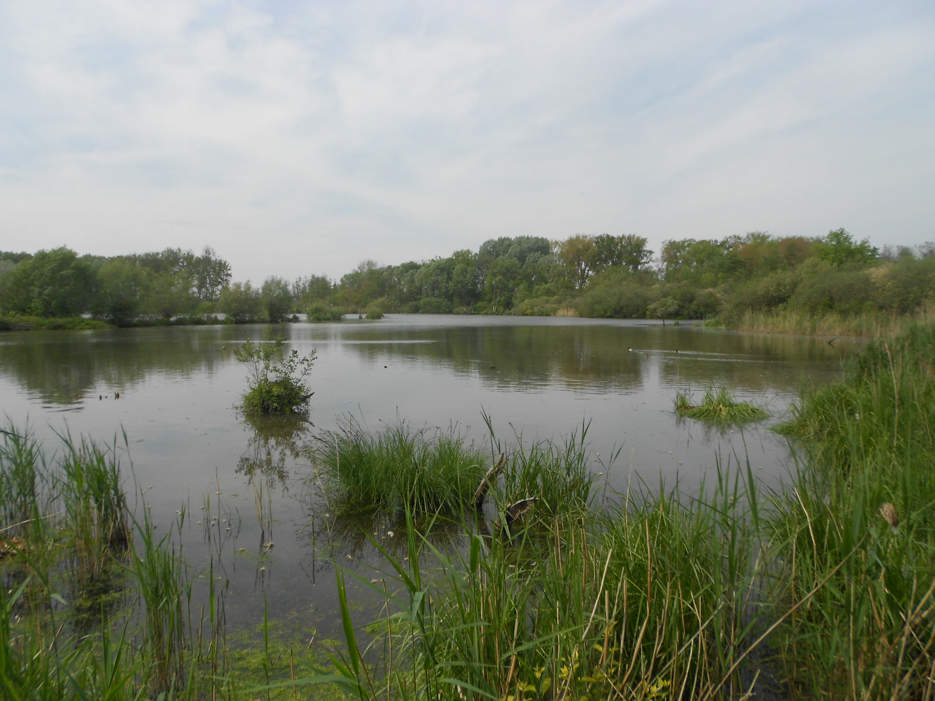 A wide, eye-level view of a calm, reflective pond surrounded by lush green grasses, reeds, and deciduous trees under an overcast sky.