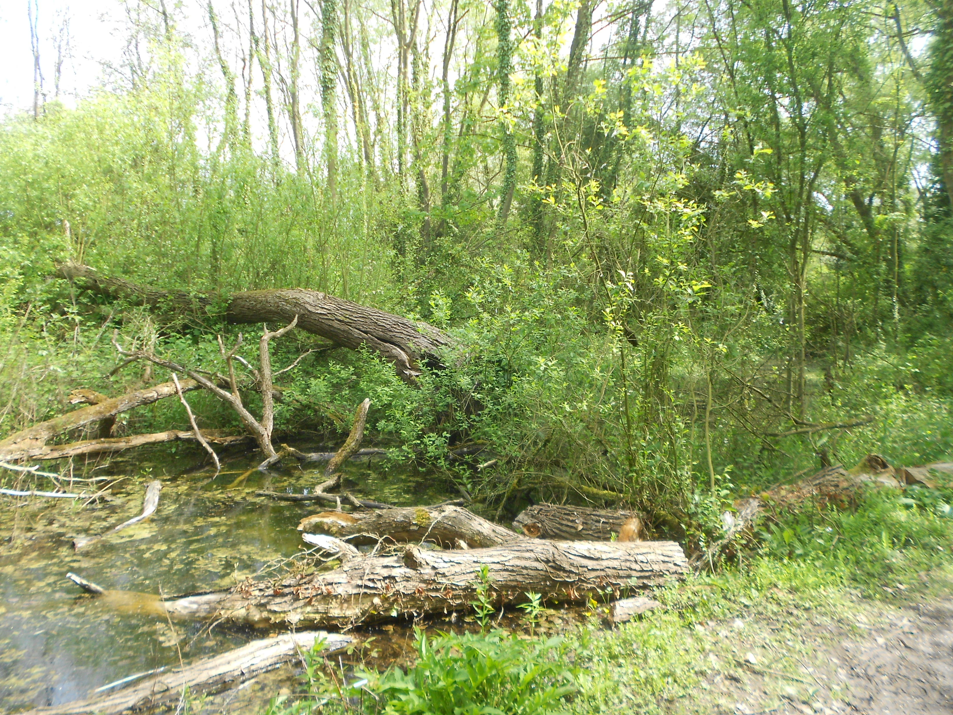 A wetland scene with fallen tree trunks partially submerged in shallow water, surrounded by lush green foliage and trees in a forest setting.