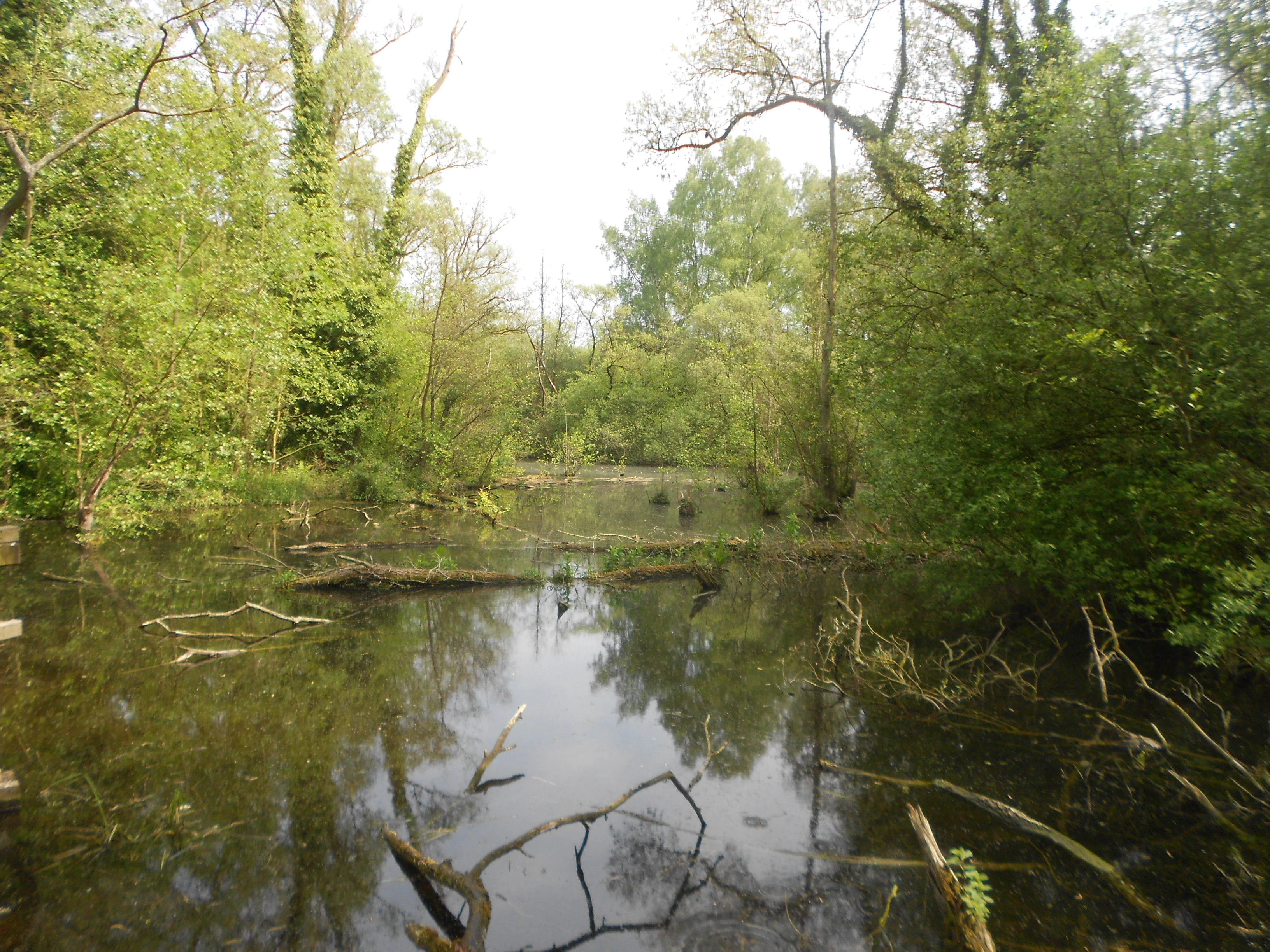 A calm, still wetland area filled with water and fallen logs, surrounded by dense green trees and vegetation.