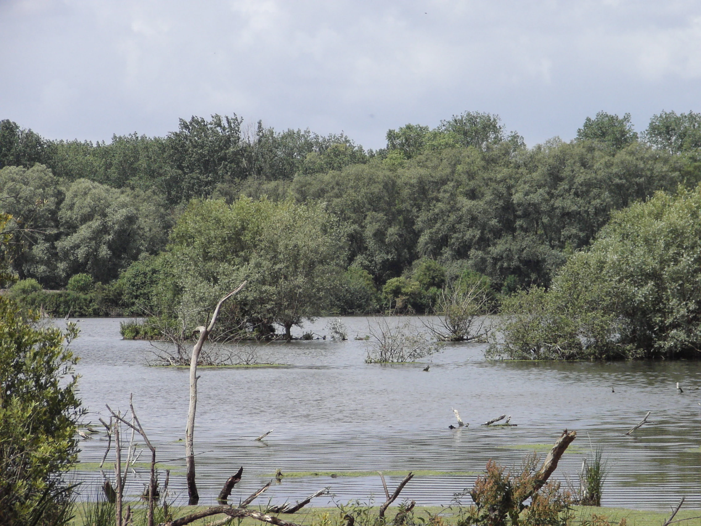 A wide view of a marshy pond surrounded by dense green deciduous trees and shrubs, with some driftwood visible in the water.