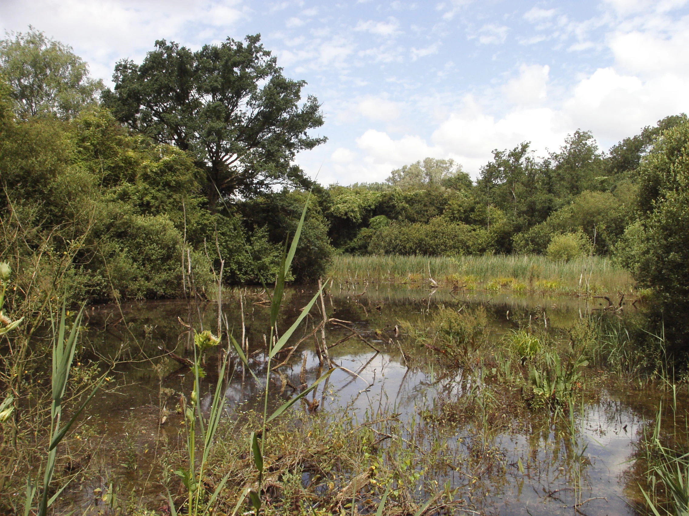 A calm, shallow pond surrounded by dense green marshland and trees under a cloudy sky.