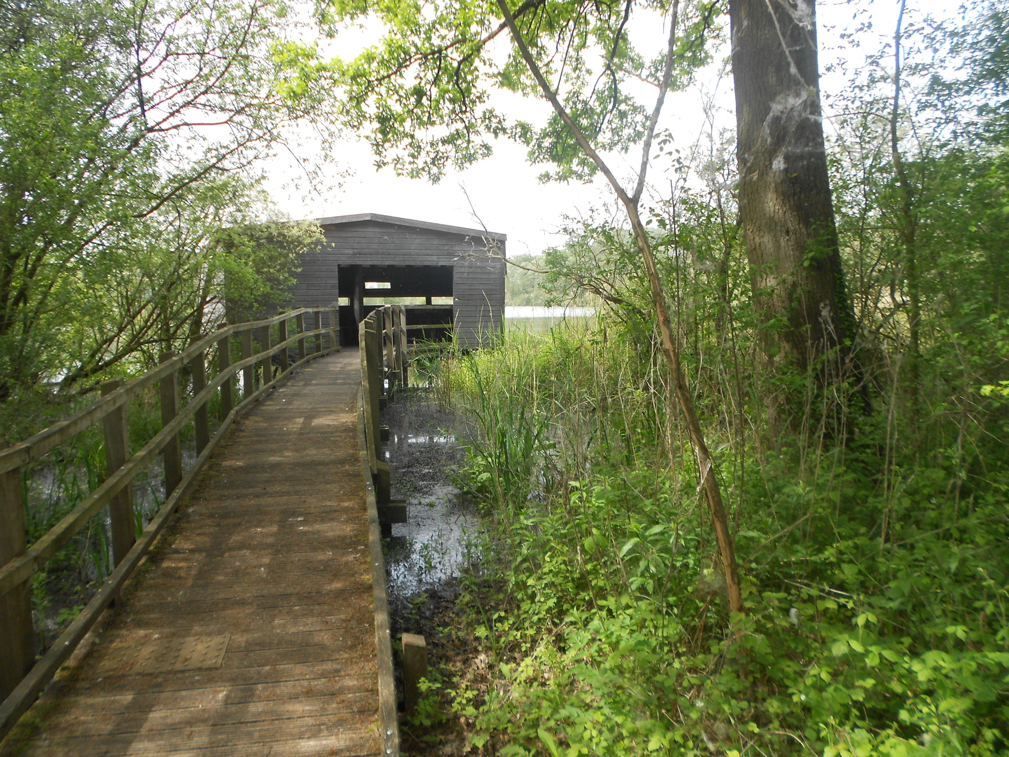 A wooden boardwalk path winds through lush green trees and vegetation leading to a small gray wooden shed built over the water of a marsh.