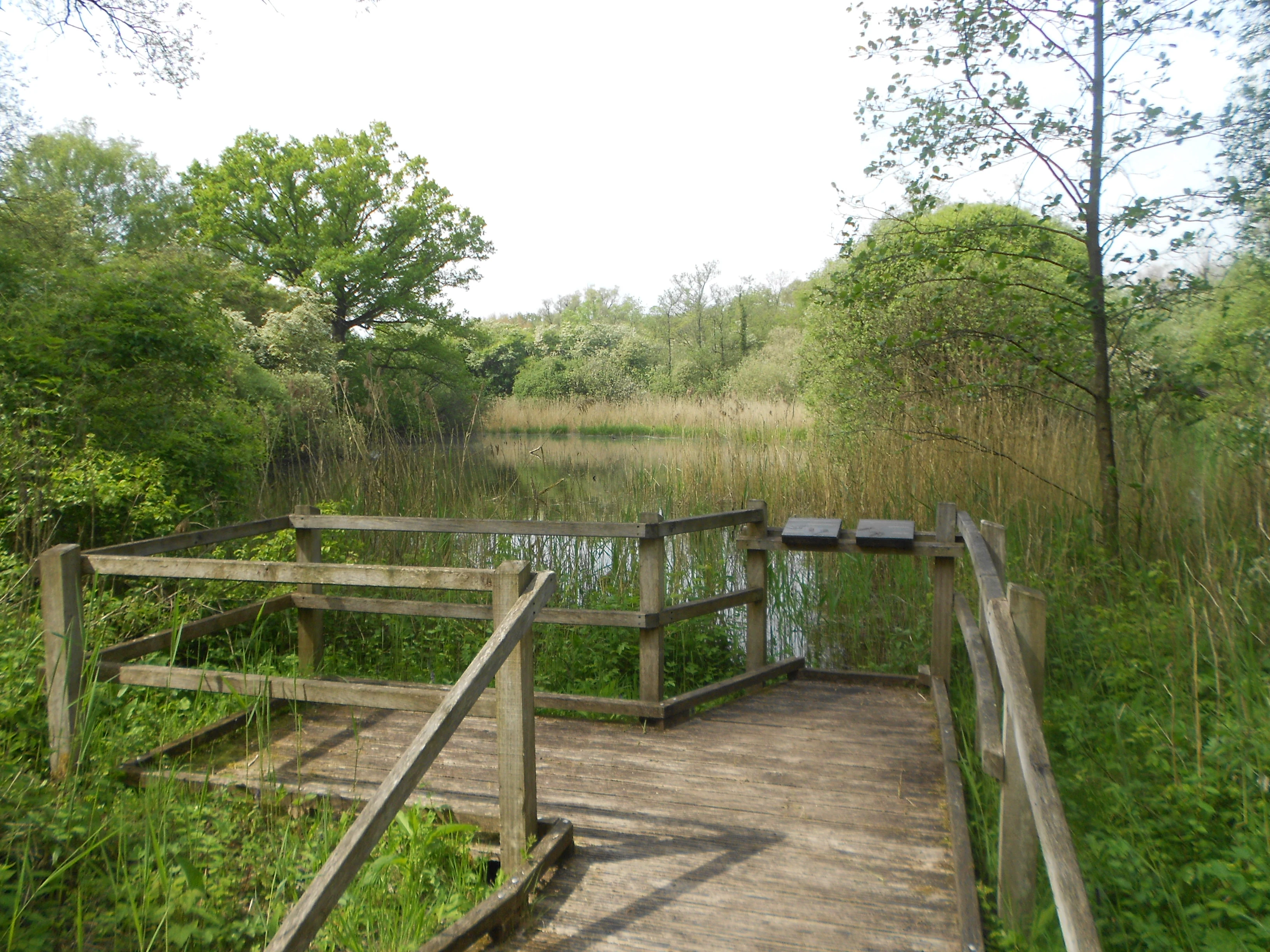 A wooden observation deck with railings extending into a lush green wetland area with reeds and trees.