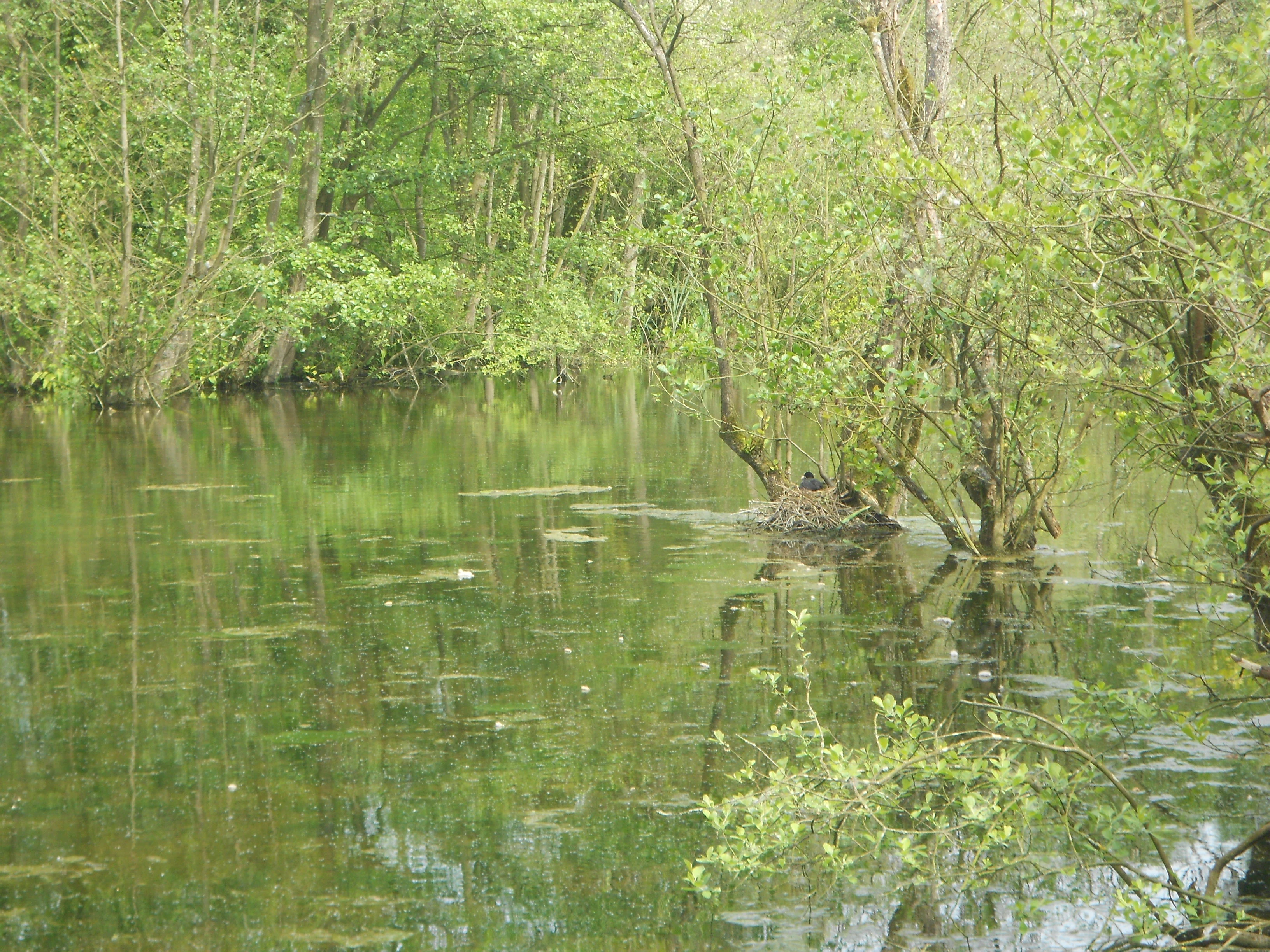 A calm, green-toned marsh with water surface reflecting dense trees and shrubs; a small patch of land or vegetation is visible in the middle of the water.