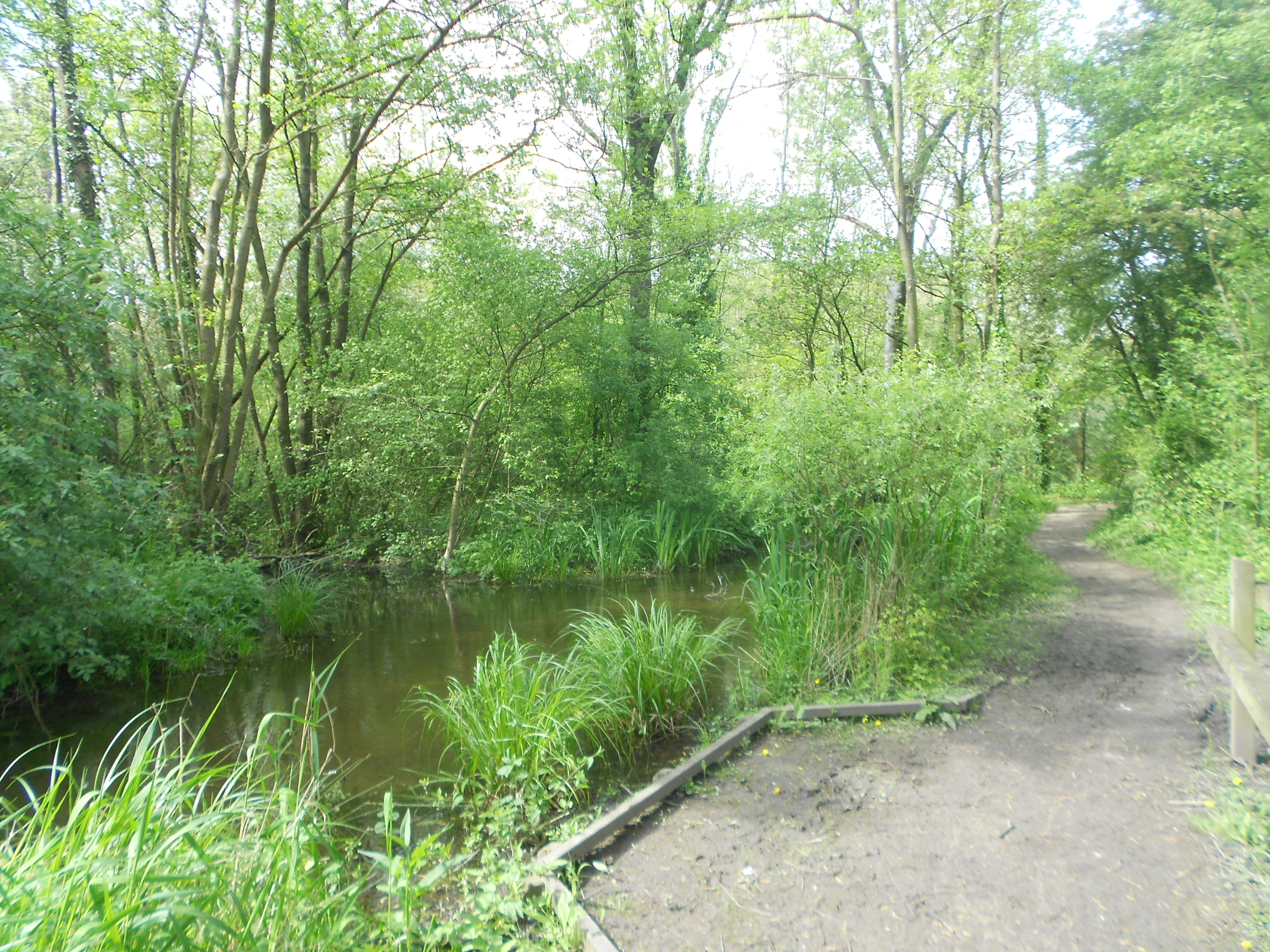 A narrow dirt path runs beside a calm marshy stream, bordered by dense deciduous trees and lush green vegetation.