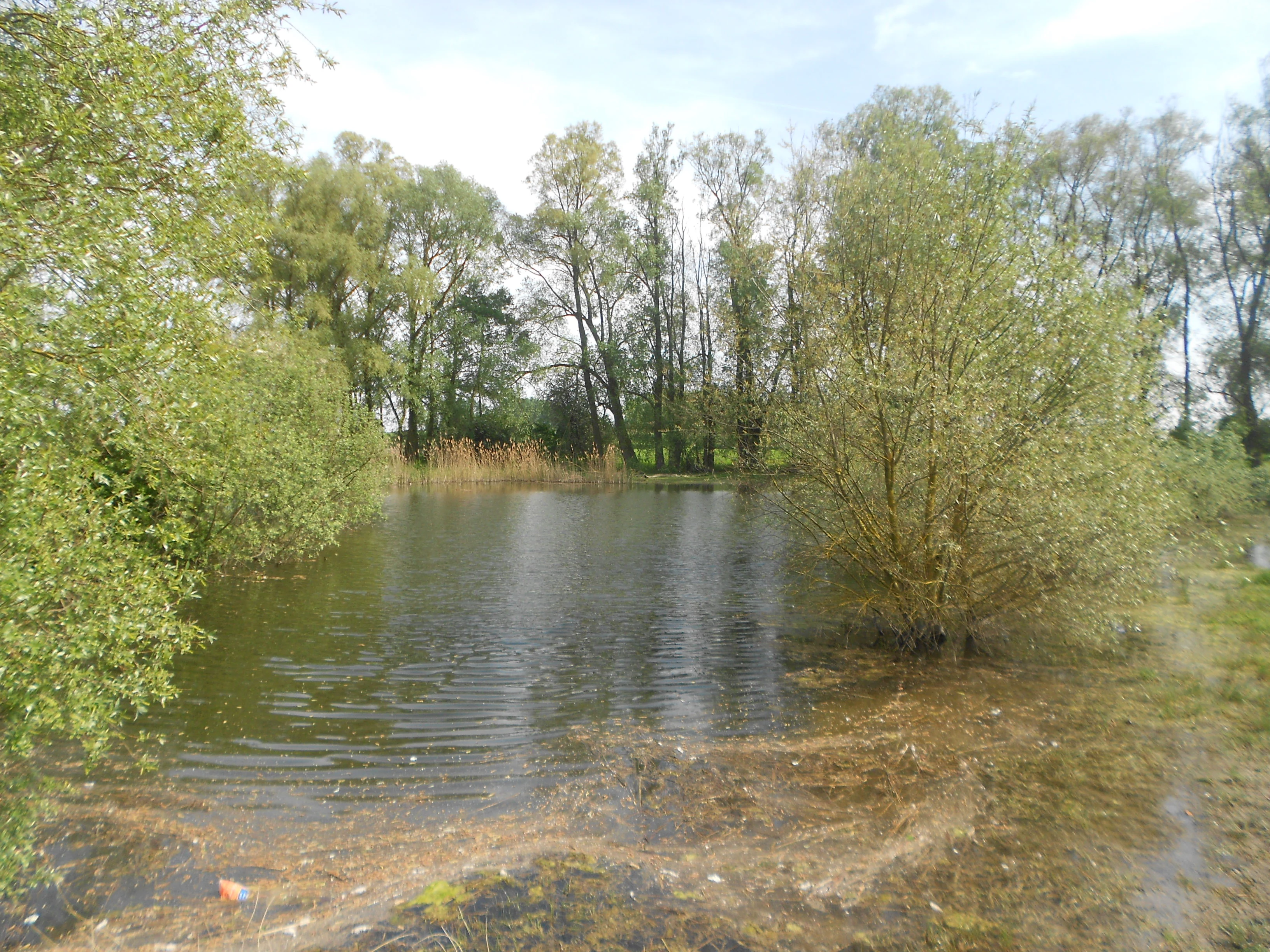 A calm, small pond surrounded by lush green trees and marshy bank vegetation in a natural setting.