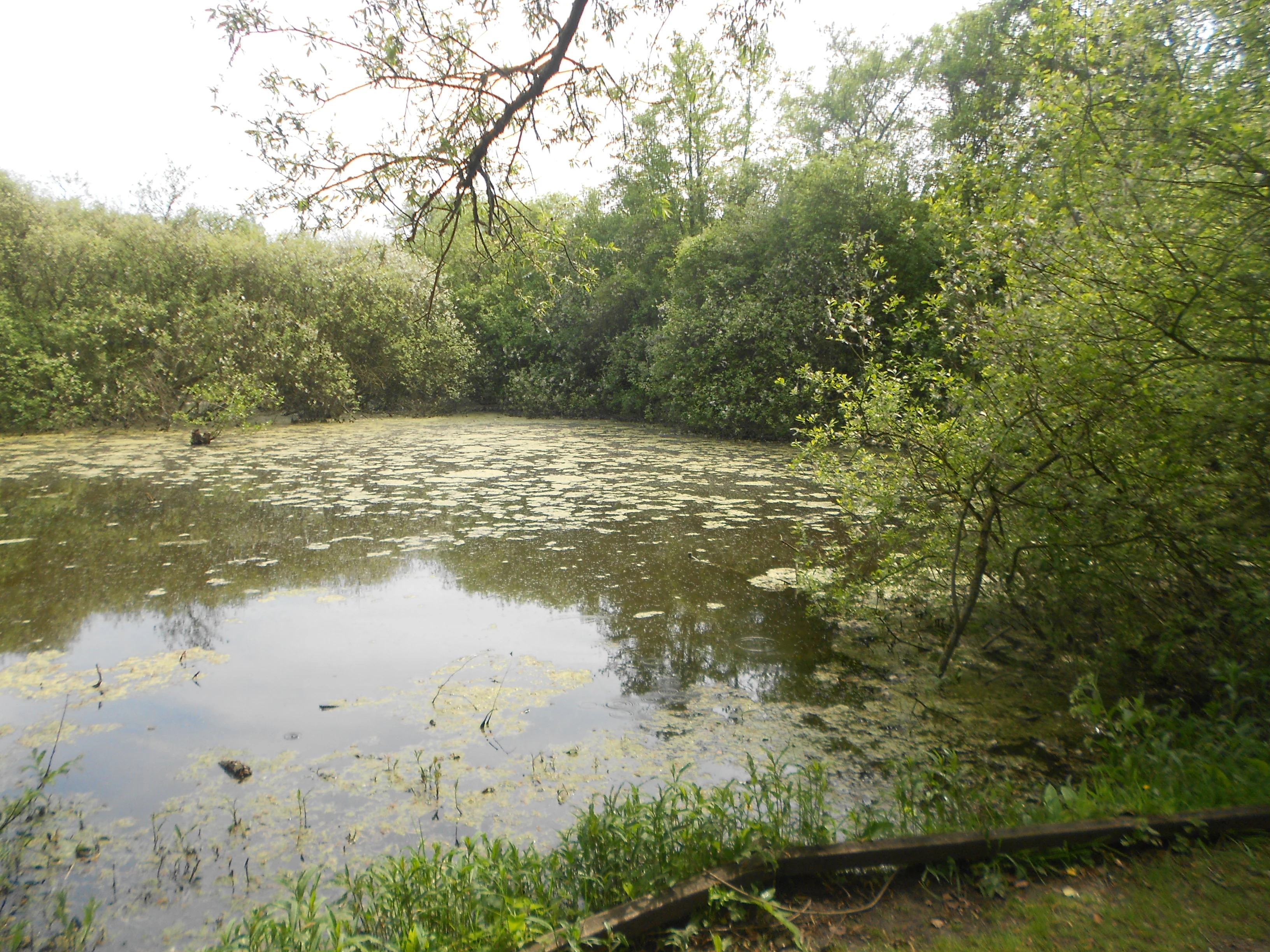 A calm, algae-covered pond surrounded by dense green trees and marsh vegetation in a protected nature area.