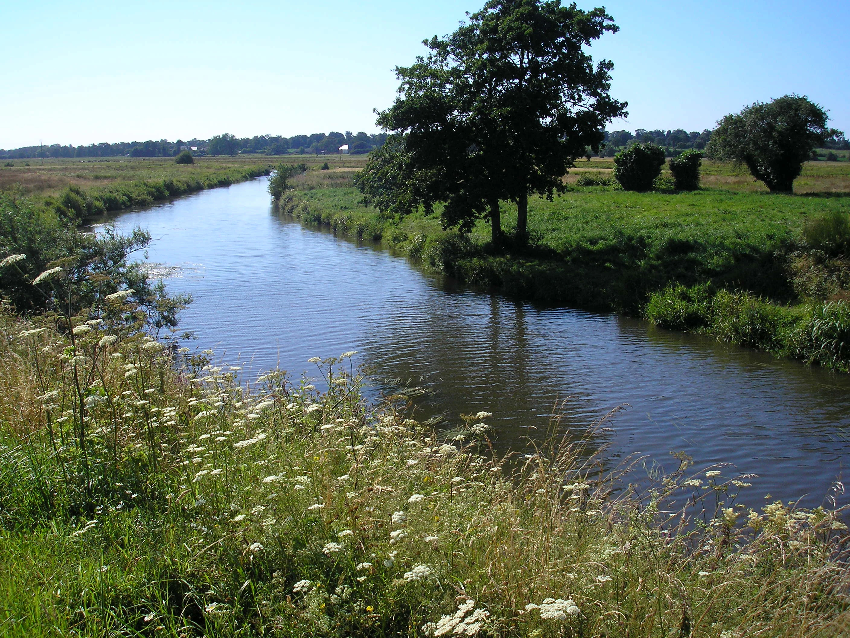 Un río tranquilo serpentea entre humedales verdes con flores silvestres en primer plano y árboles salpicando las orillas cubiertas de hierba bajo un cielo azul despejado.