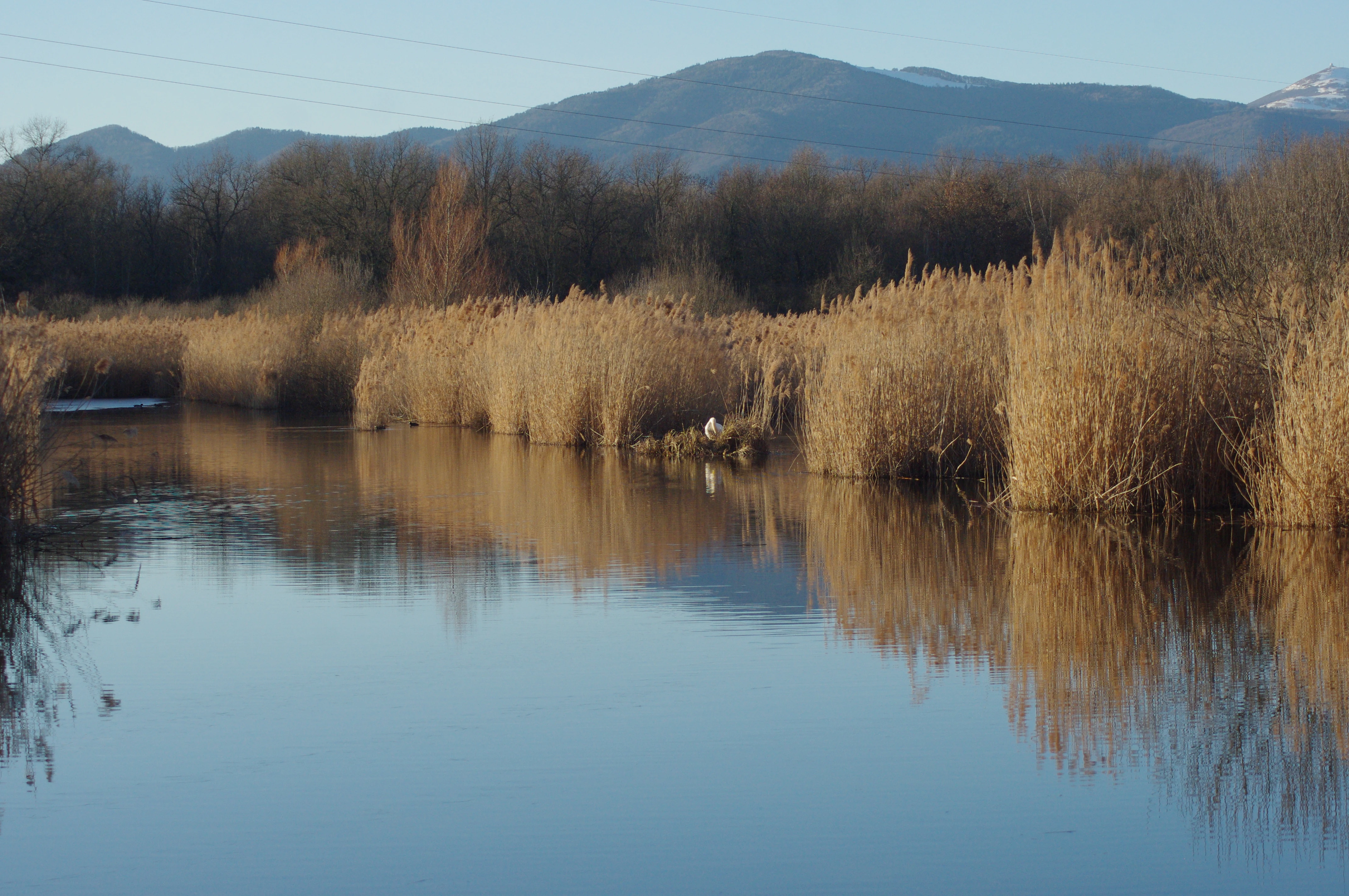 Calm body of water reflecting golden-brown reeds along its banks, with bare trees and mountains visible in the background under a clear sky.